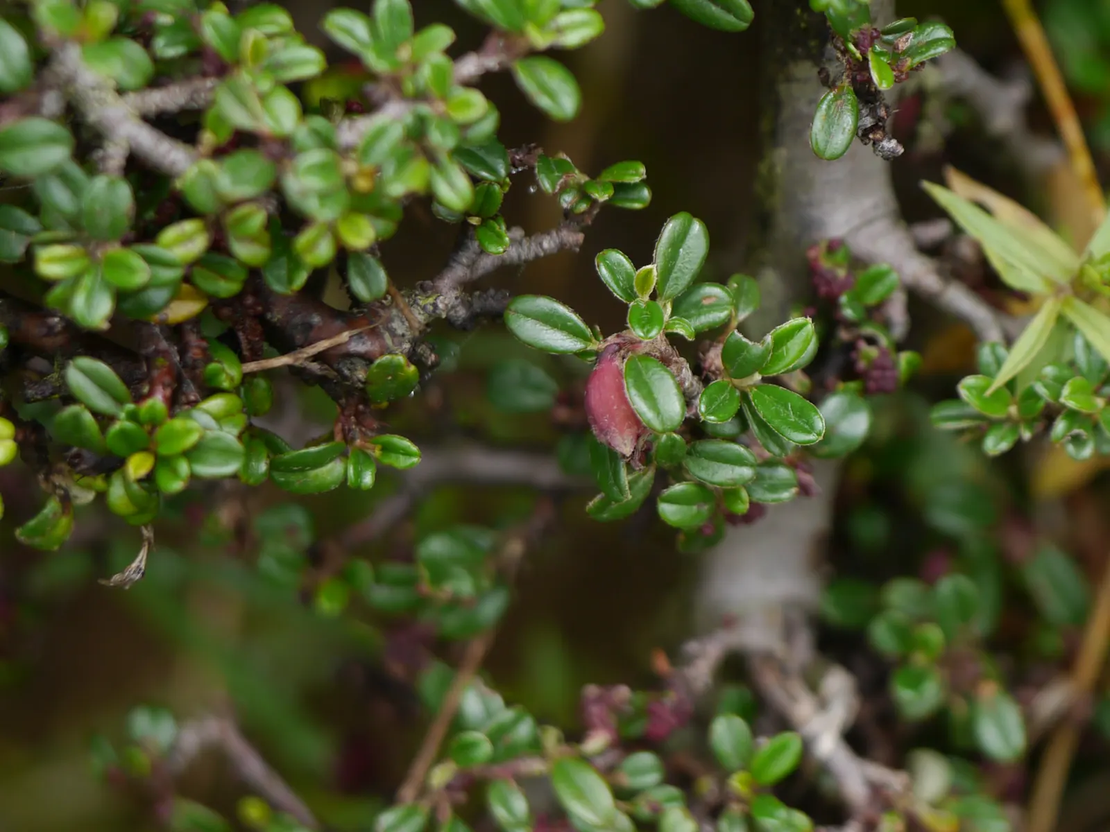 Little Leaf Cotoneaster (Cotoneaster Microphyllus) — ground cover / shrub with white blooms