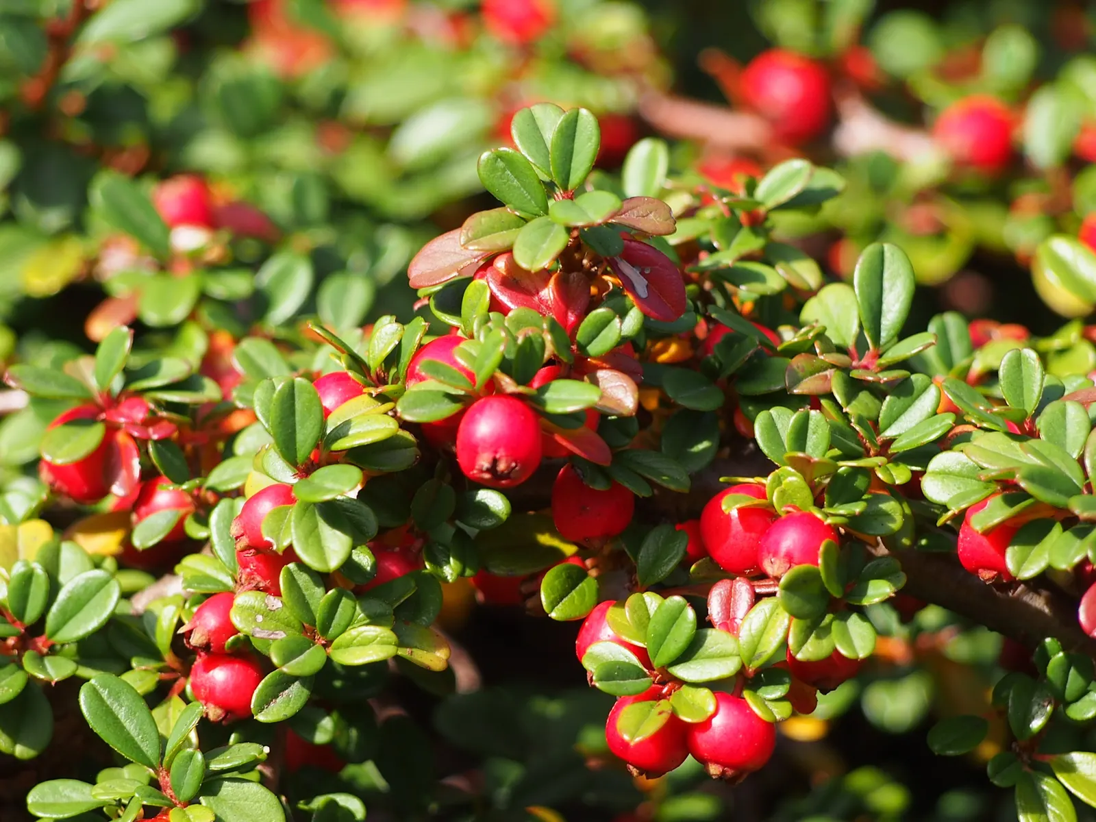 Little Leaf Cotoneaster (Cotoneaster Microphyllus) — Its tiny, glossy, dark green leaves contrast with striking, red berries in fall and winter; it is