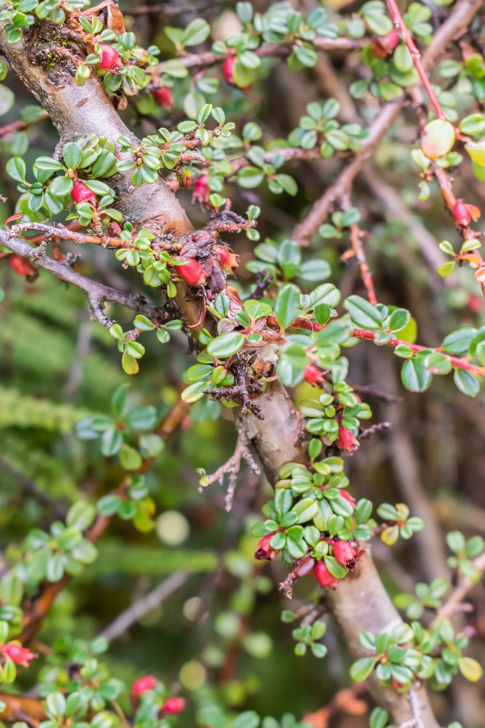 Little Leaf Cotoneaster (Cotoneaster Microphyllus) — Hardy in USDA zones 5-8, it thrives in full sun to partial shade and requires well-draining soil; or as a