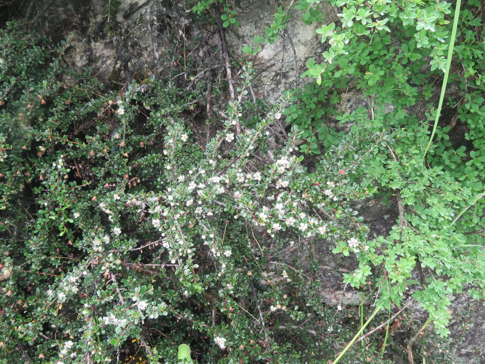 Little Leaf Cotoneaster (Cotoneaster Microphyllus) — growing at a pace of 6 to 12 inches per annum; its dense growth habit and graceful