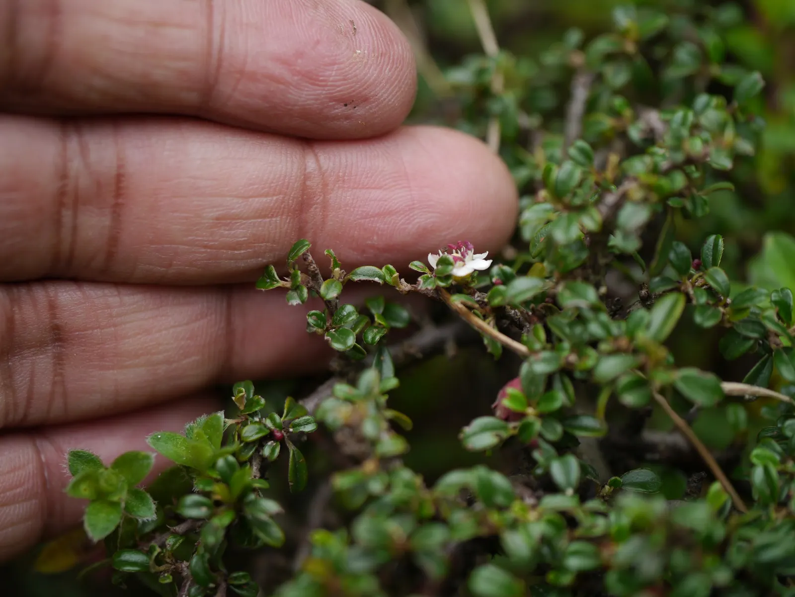 Little Leaf Cotoneaster (Cotoneaster Microphyllus) — The Little Leaf Cotoneaster (Cotoneaster microphyllus) is an evergreen shrub