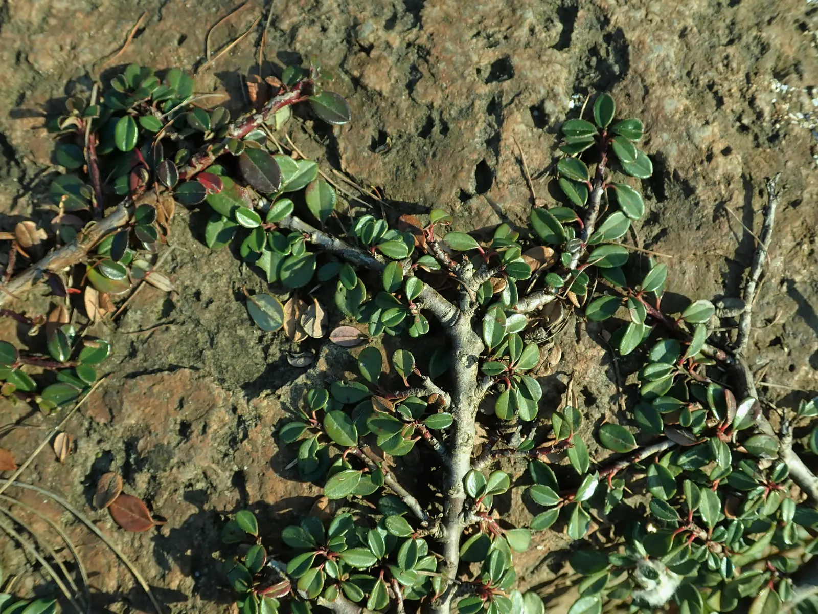 Little Leaf Cotoneaster (Cotoneaster Microphyllus) — preferring full sun to partial shade exposure