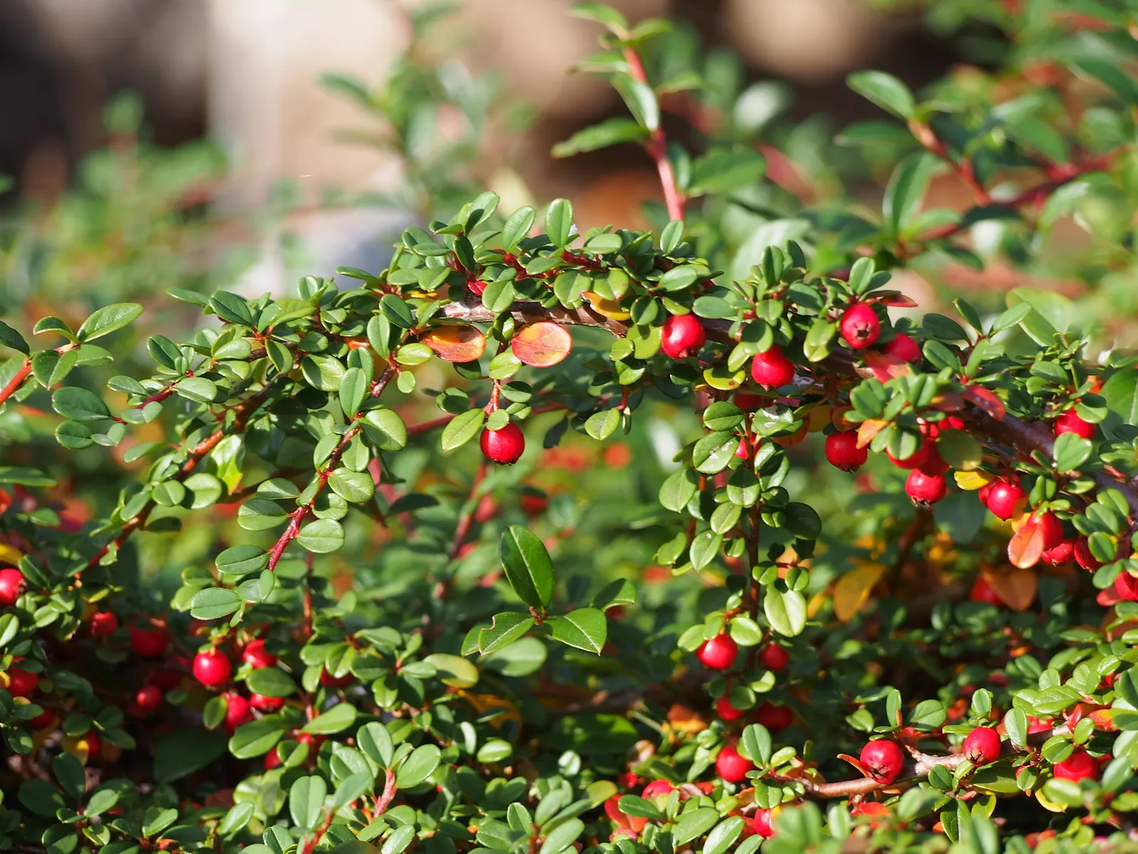 Little Leaf Cotoneaster (Cotoneaster Microphyllus) — white flowers in the garden