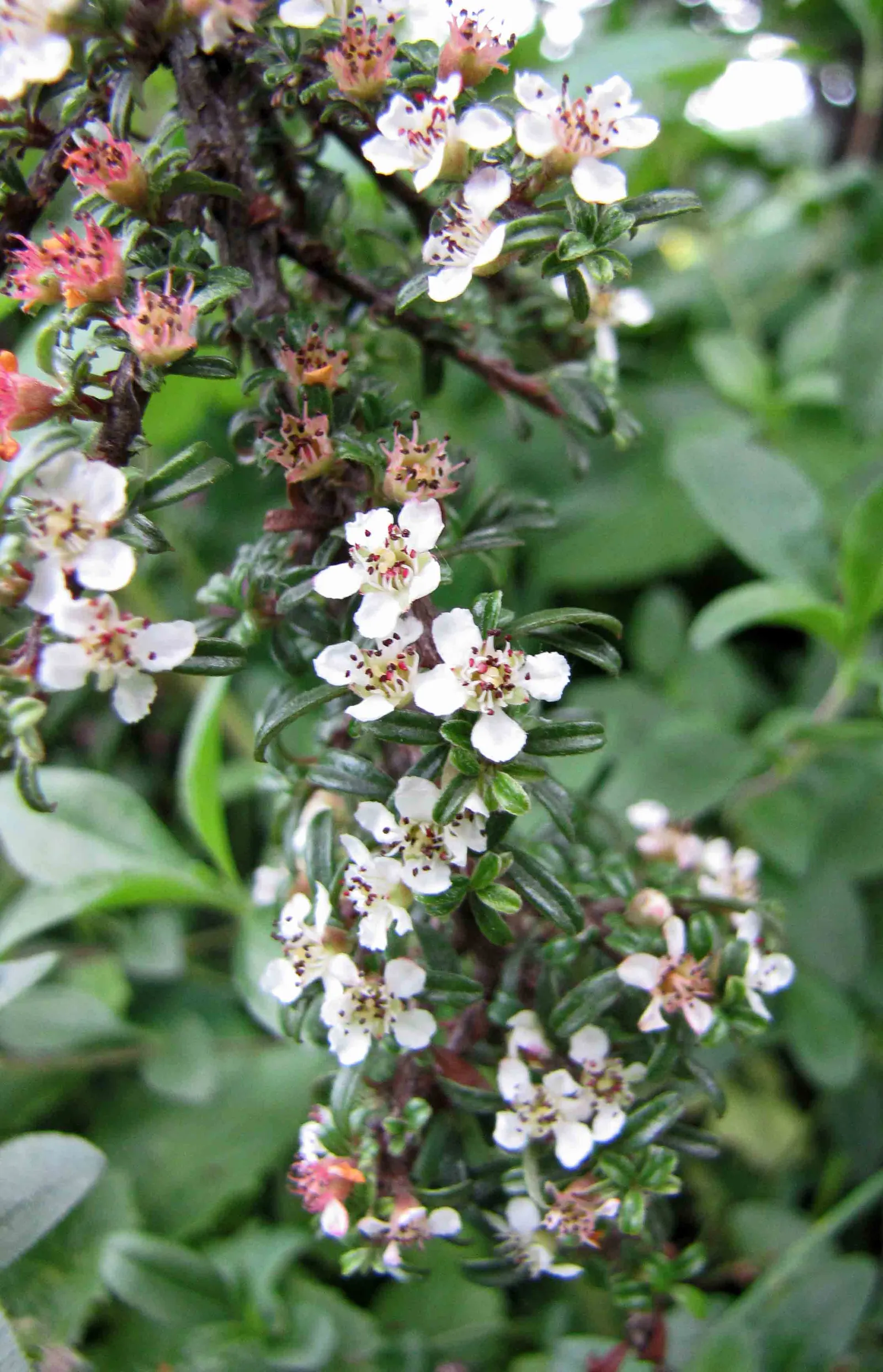 Little Leaf Cotoneaster (Cotoneaster Microphyllus) — rounded leaves that measure approximately 1/4 to 1/2 inch long; its dense growth habit and graceful