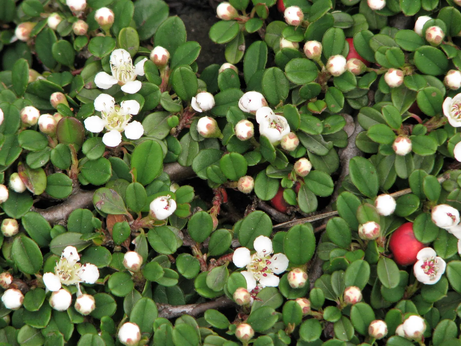Little Leaf Cotoneaster (Cotoneaster Microphyllus) — from loamy to sandy and even clay soils; it is adaptable to a range of soil types
