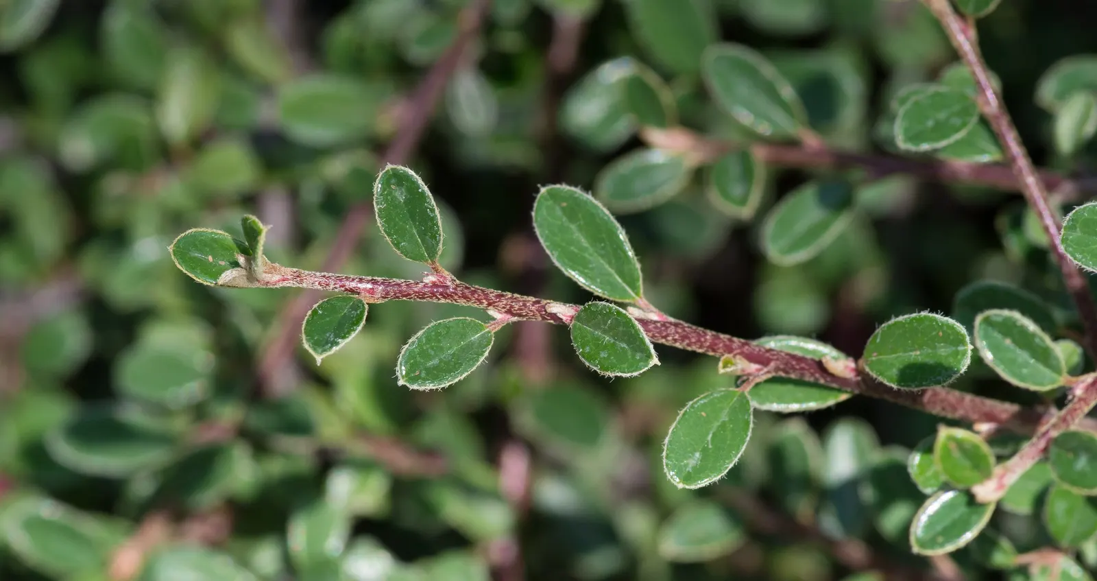 Little Leaf Cotoneaster (Cotoneaster Microphyllus) — white flowers in the garden; its dense growth habit and graceful