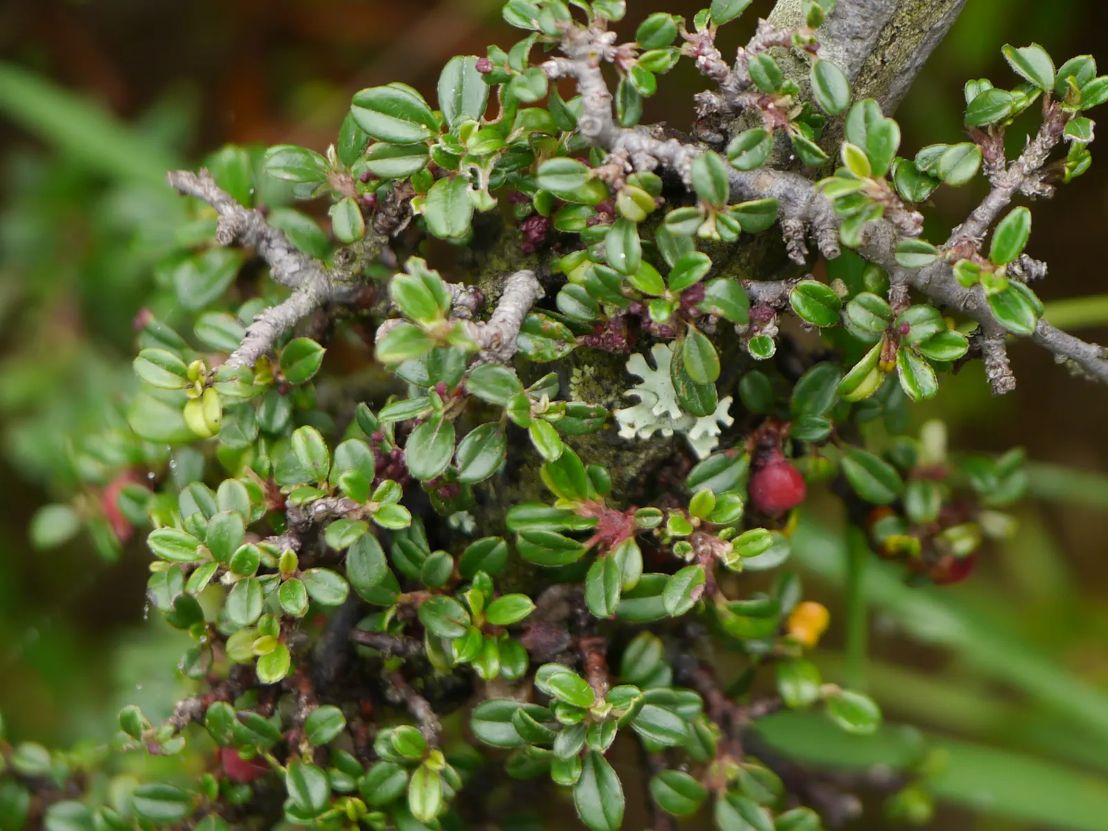 Little Leaf Cotoneaster (Cotoneaster Microphyllus) — or as a specimen in mixed shrub borders for year-round interest