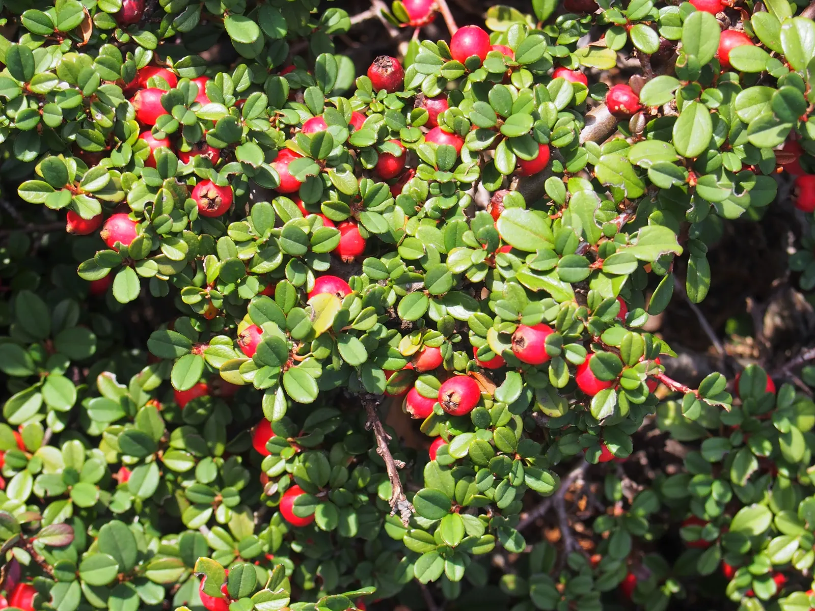 Little Leaf Cotoneaster (Cotoneaster Microphyllus) — is a resilient evergreen shrub prized for its versatility and low-maintenance profile