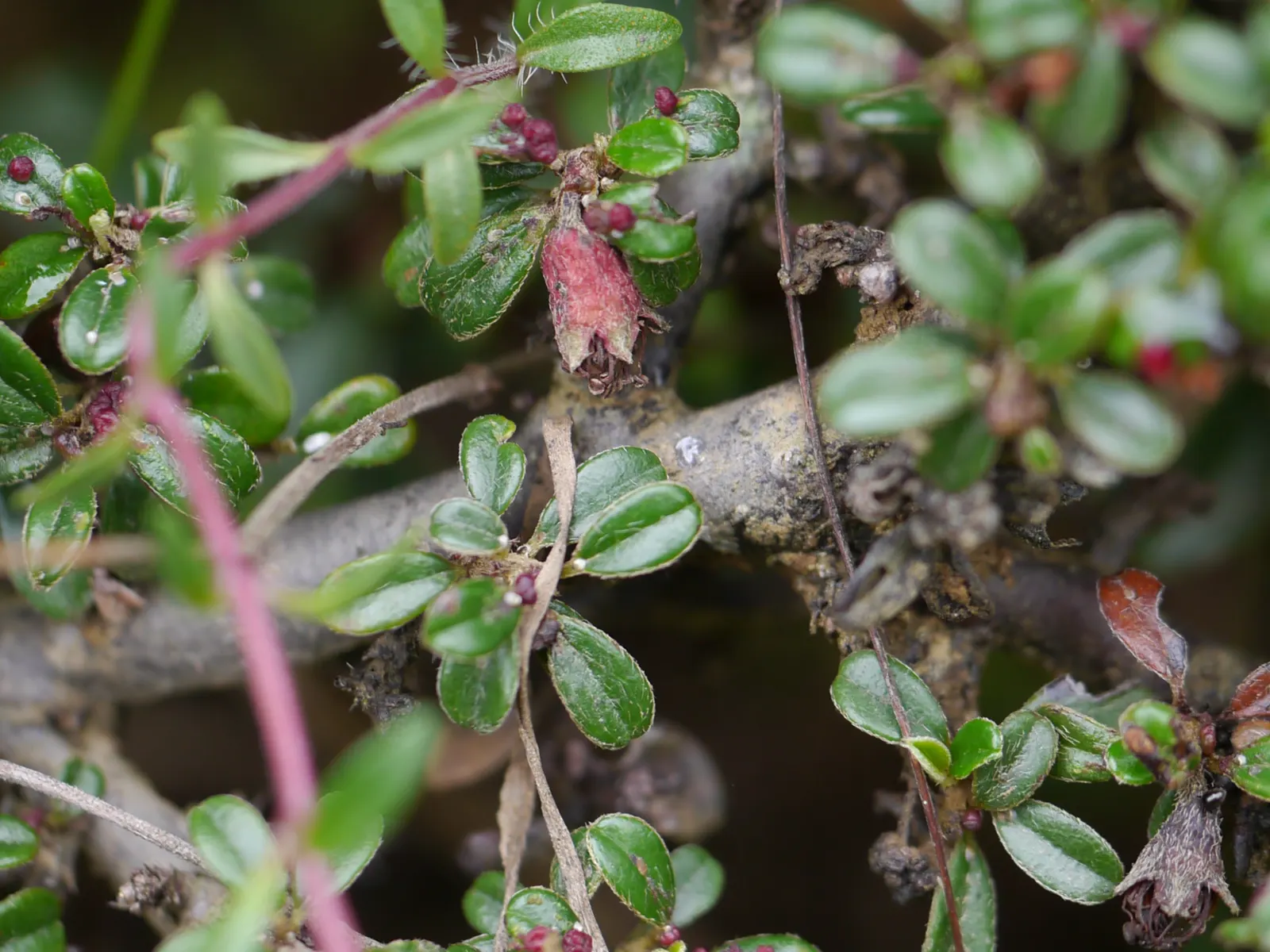 Little Leaf Cotoneaster (Cotoneaster Microphyllus) — This shrub is highly resistant to pollution and is a suitable choice for urban gardens