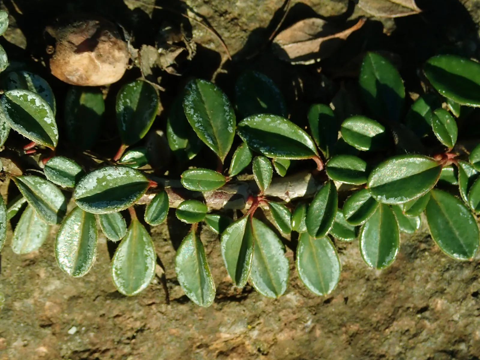 Little Leaf Cotoneaster (Cotoneaster Microphyllus) — particularly striking on slopes or over walls