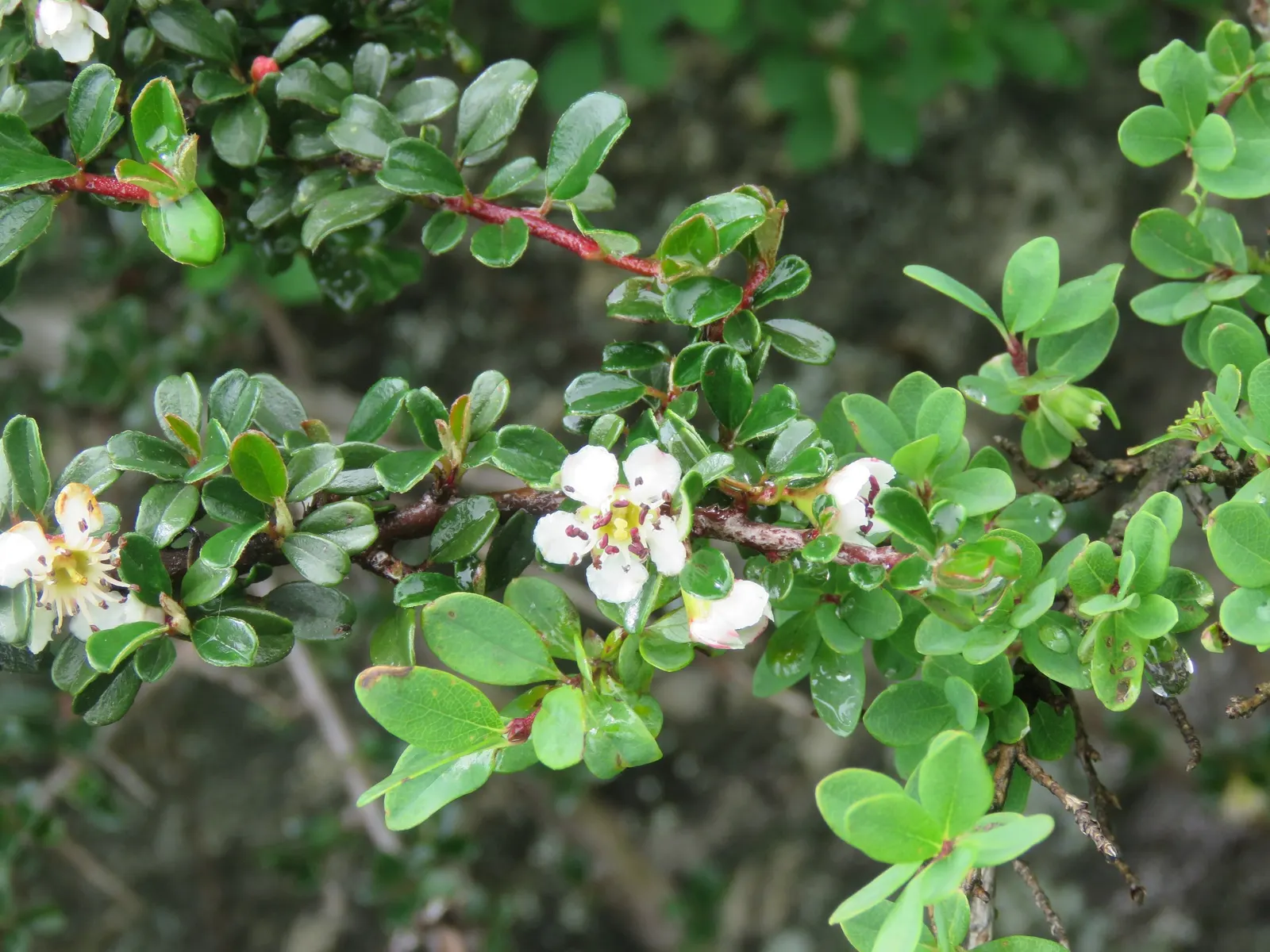 Little Leaf Cotoneaster (Cotoneaster Microphyllus) — These deep green leaves may exhibit pleasing bronze to red hues in the fall, providing, image 43