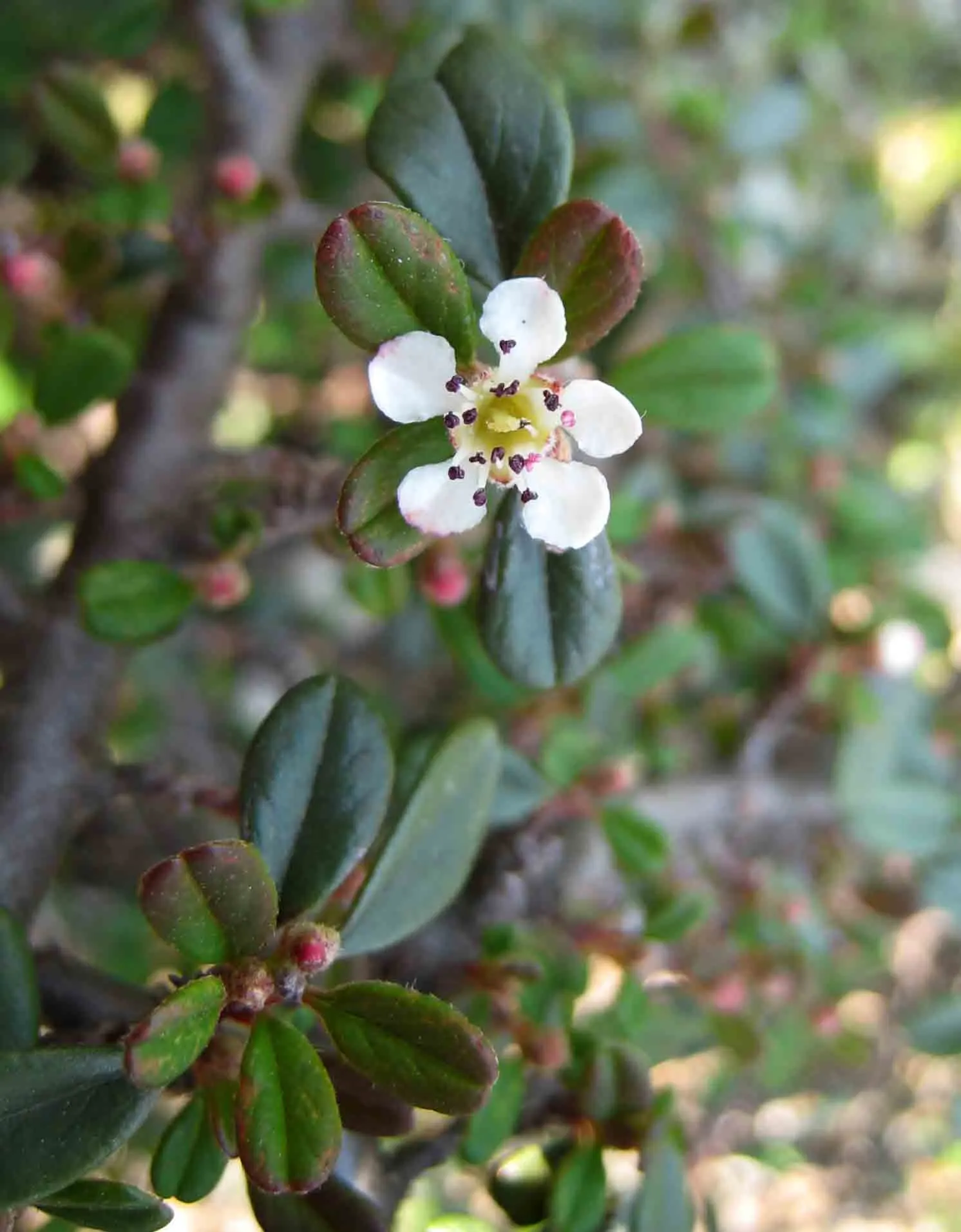 Little Leaf Cotoneaster (Cotoneaster Microphyllus) — It is adaptable to a range of soil types; its dense growth habit and graceful