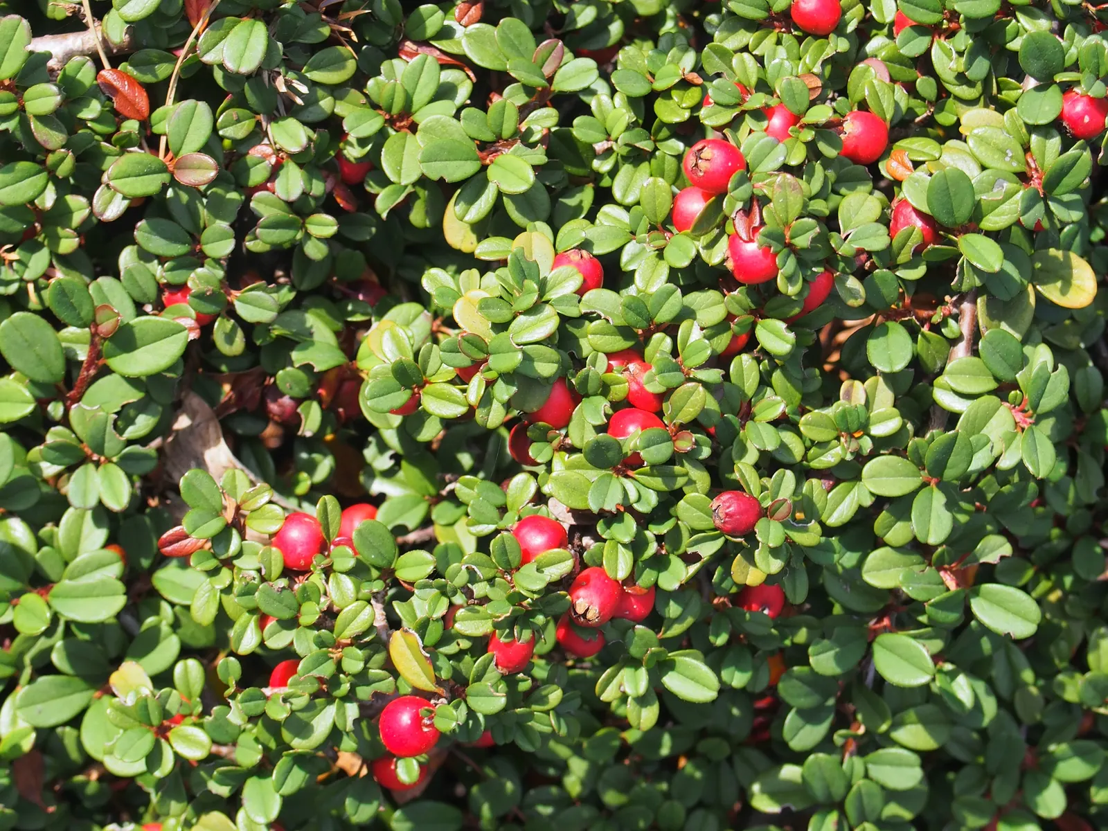 Little Leaf Cotoneaster (Cotoneaster Microphyllus) — Ideal for ground cover, rock gardens, and slopes, offering year-round interest