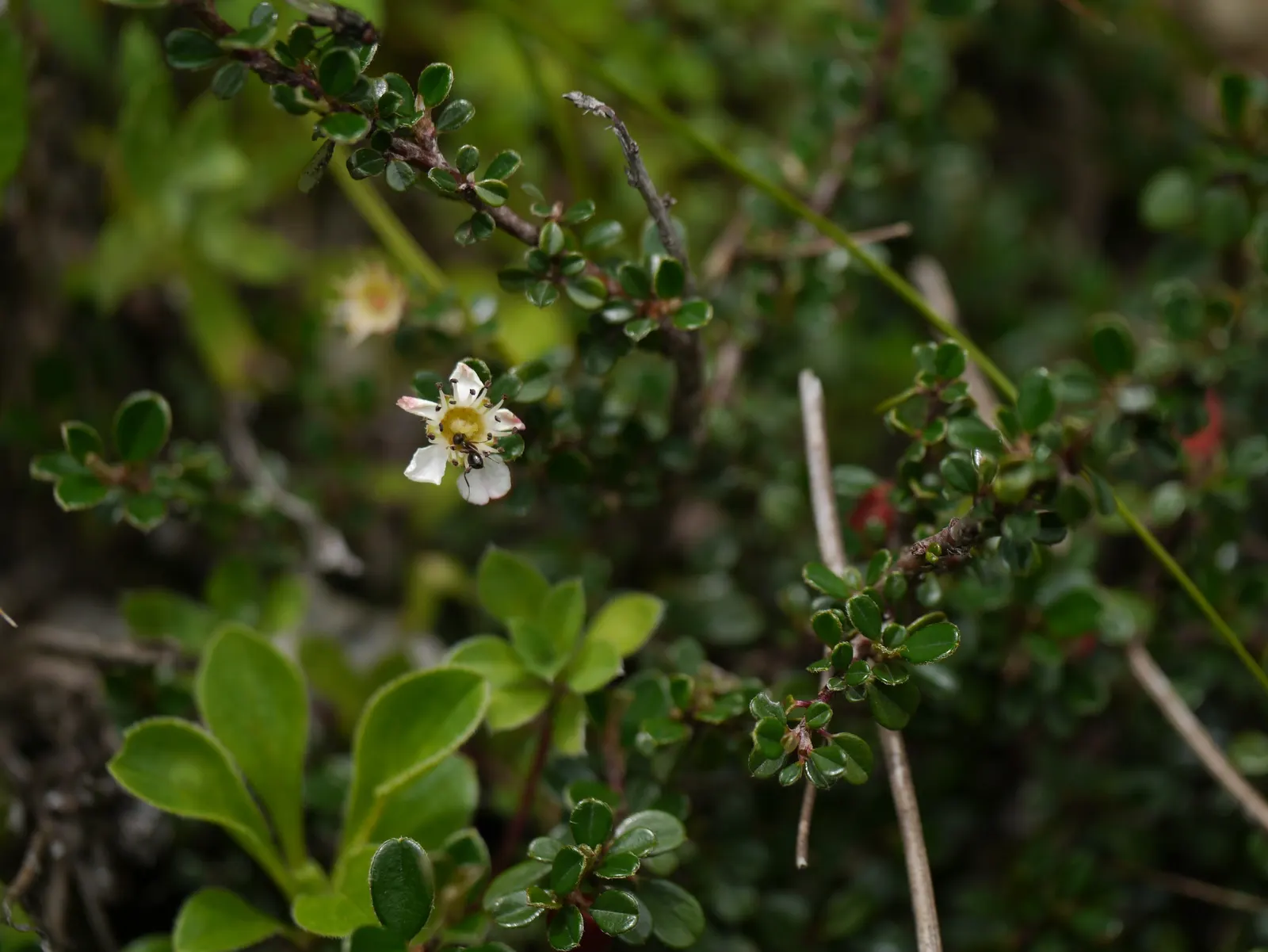 Little Leaf Cotoneaster (Cotoneaster Microphyllus) — arching branches give it a cascading effect