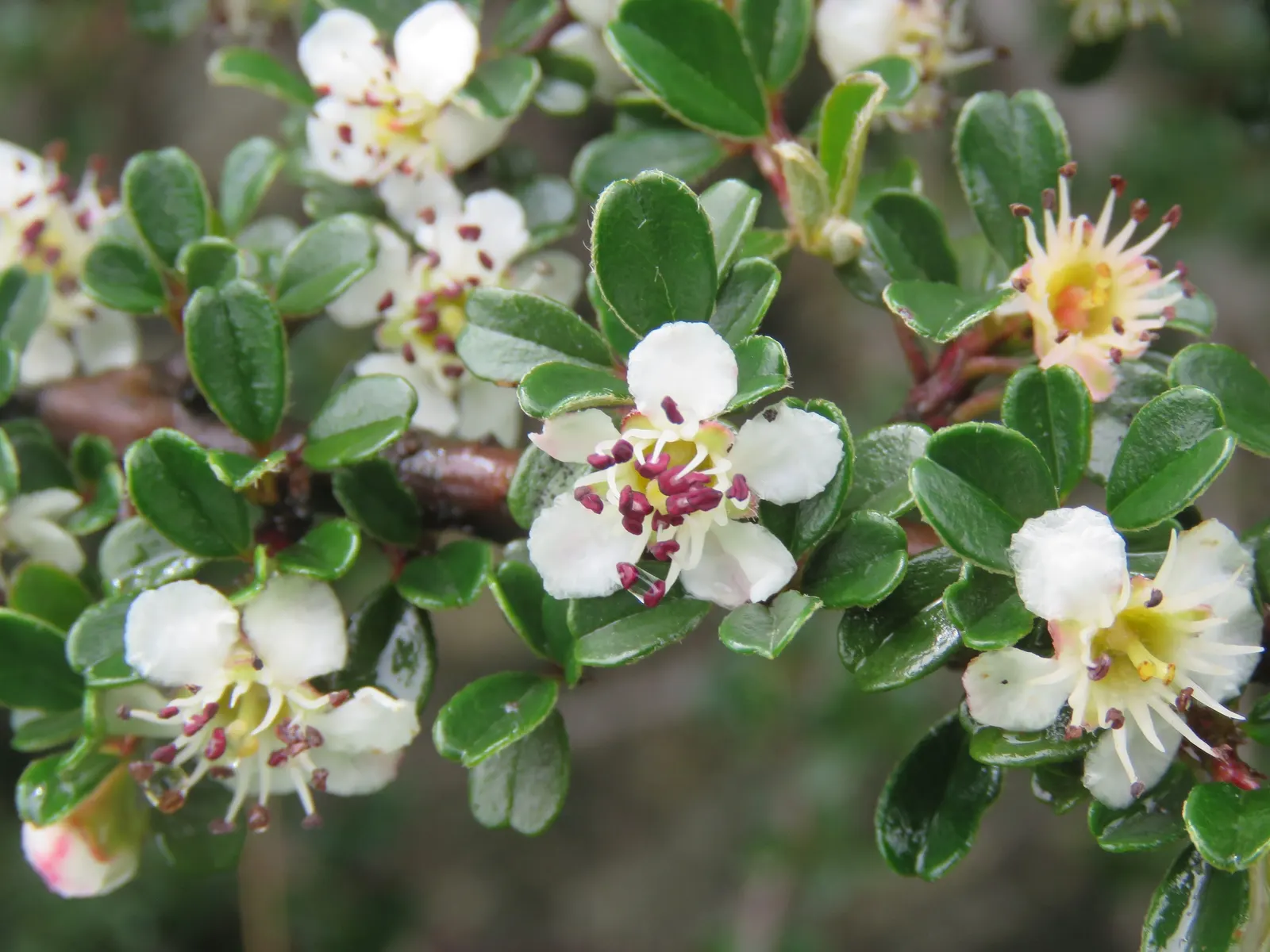 Little Leaf Cotoneaster (Cotoneaster Microphyllus) — making it a preferred choice for landscape designs; or as a specimen in mixed shrub borders for year-round