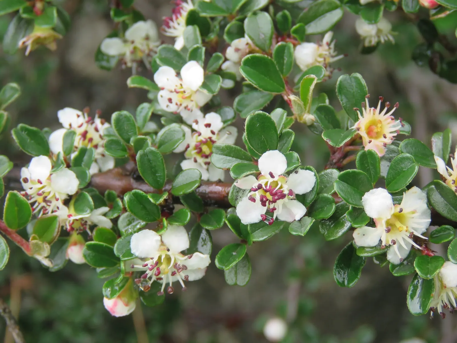 Little Leaf Cotoneaster (Cotoneaster Microphyllus) — It typically reaches a height of 1 to 3 feet with a spread of 3 to 6 feet; hardy in USDA zones 5-8, it