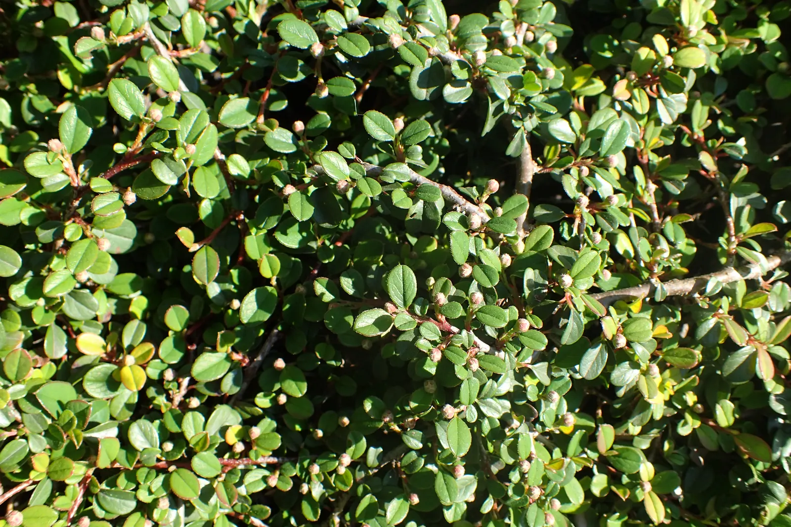 Little Leaf Cotoneaster (Cotoneaster Microphyllus) — It typically reaches a height of 1 to 3 feet with a spread of 3 to 6 feet