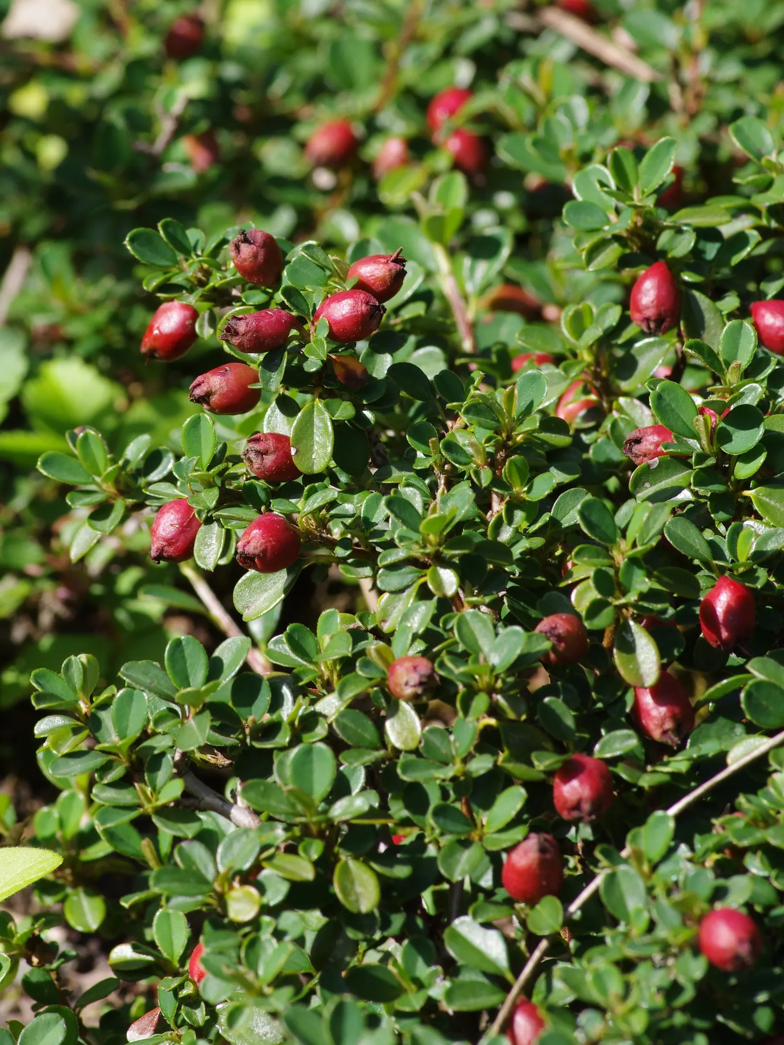 Little Leaf Cotoneaster (Cotoneaster Microphyllus) — When designing with this plant; its dense growth habit and graceful