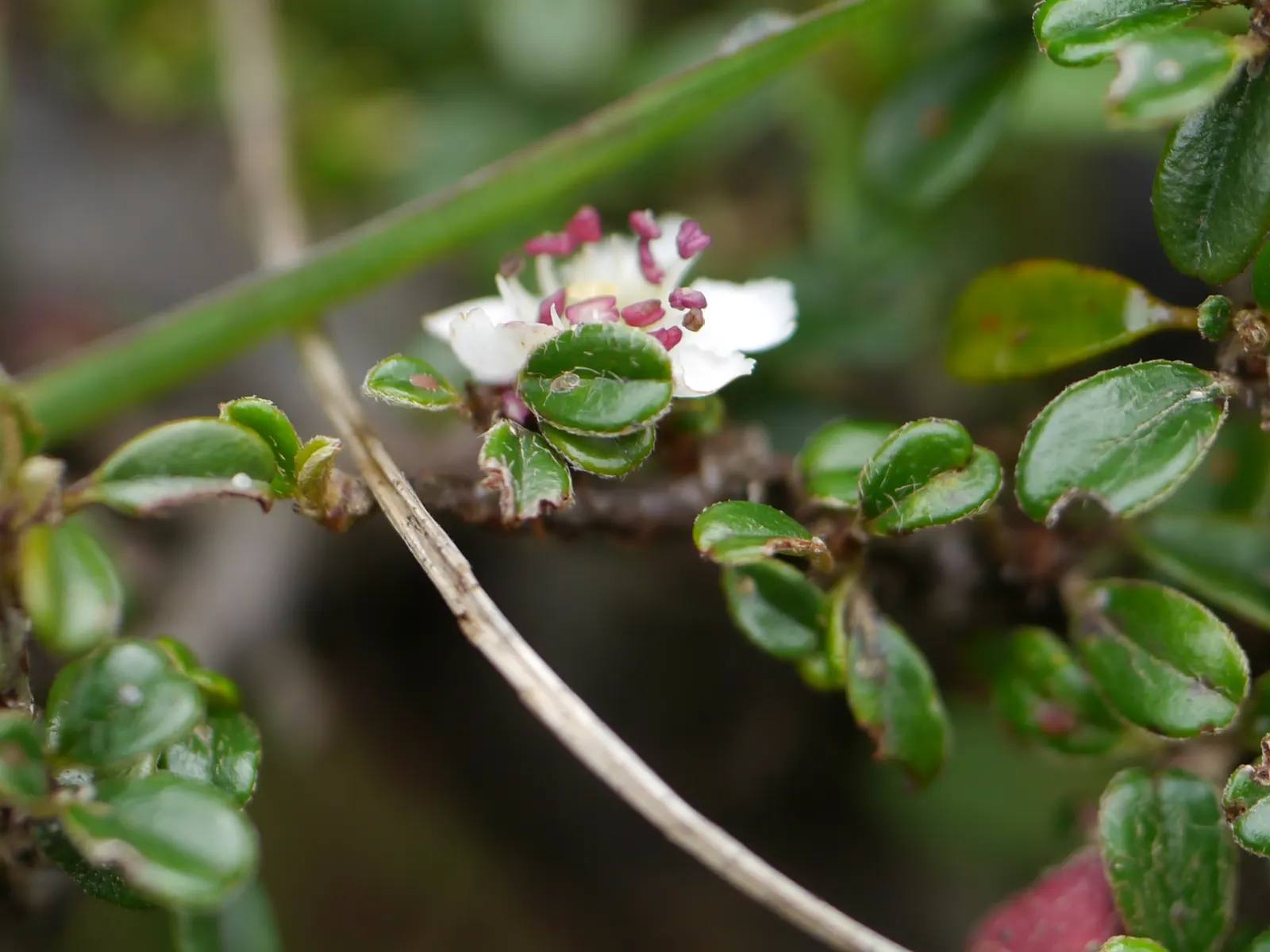 Little Leaf Cotoneaster (Cotoneaster Microphyllus) — The Little Leaf Cotoneaster (Cotoneaster microphyllus) is an evergreen shrub; hardy in USDA zones 5-8, it
