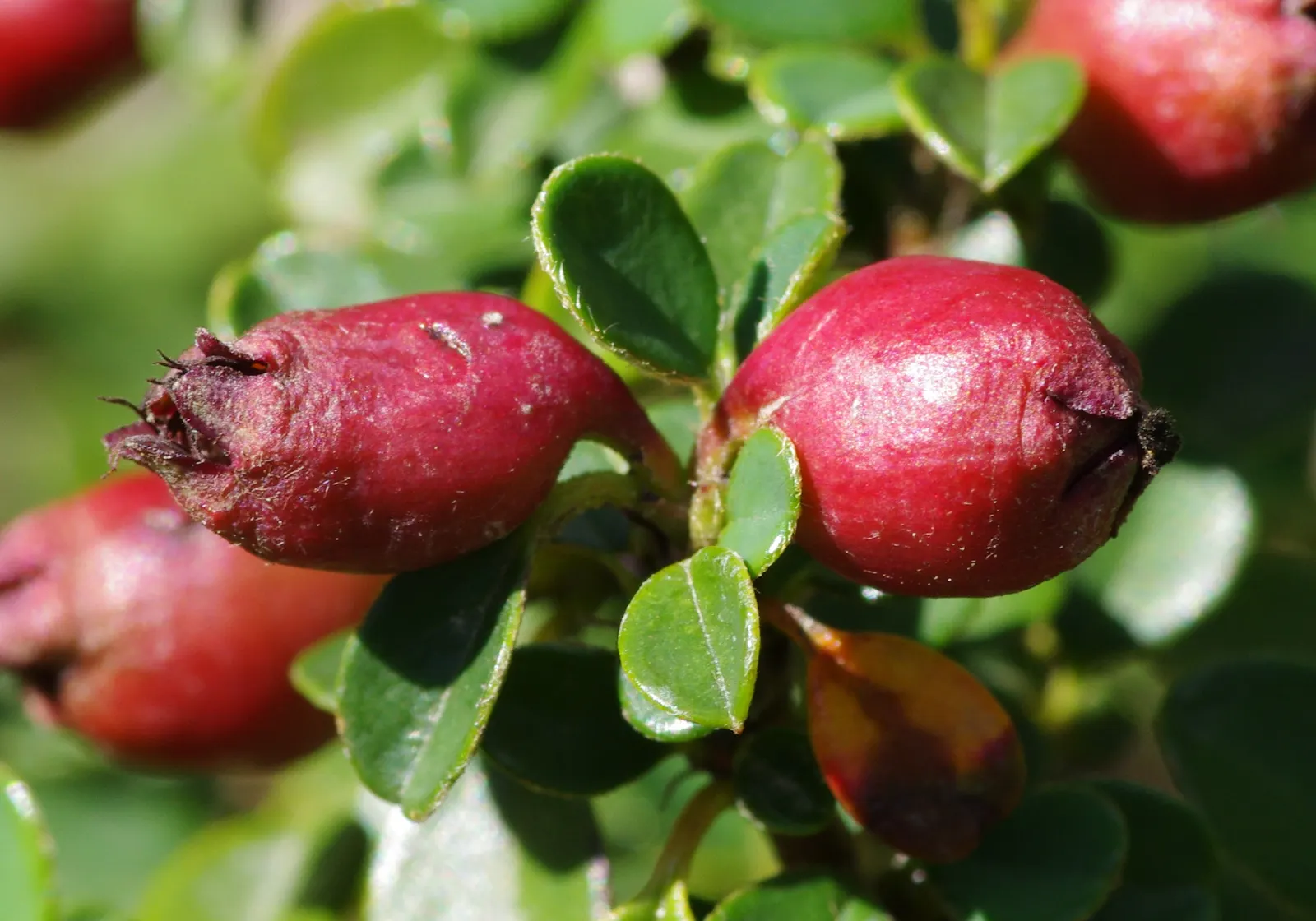 Little Leaf Cotoneaster (Cotoneaster Microphyllus) — This shrub is highly resistant to pollution and is a suitable choice for urban gardens; hardy in USDA