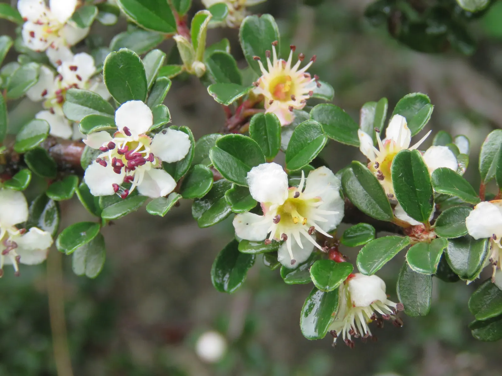 Little Leaf Cotoneaster (Cotoneaster Microphyllus) — particularly striking on slopes or over walls; hardy in USDA zones 5-8, it thrives in full sun to partial