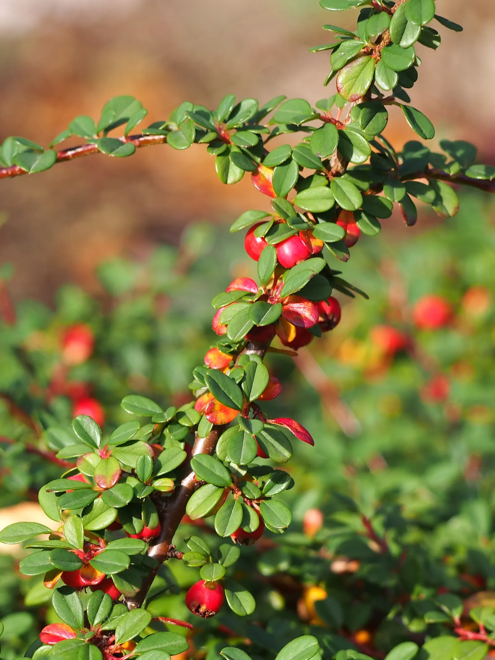 Little Leaf Cotoneaster (Cotoneaster Microphyllus) — reaching 2-3 feet in height with a 6 feet spread; its dense growth habit and graceful