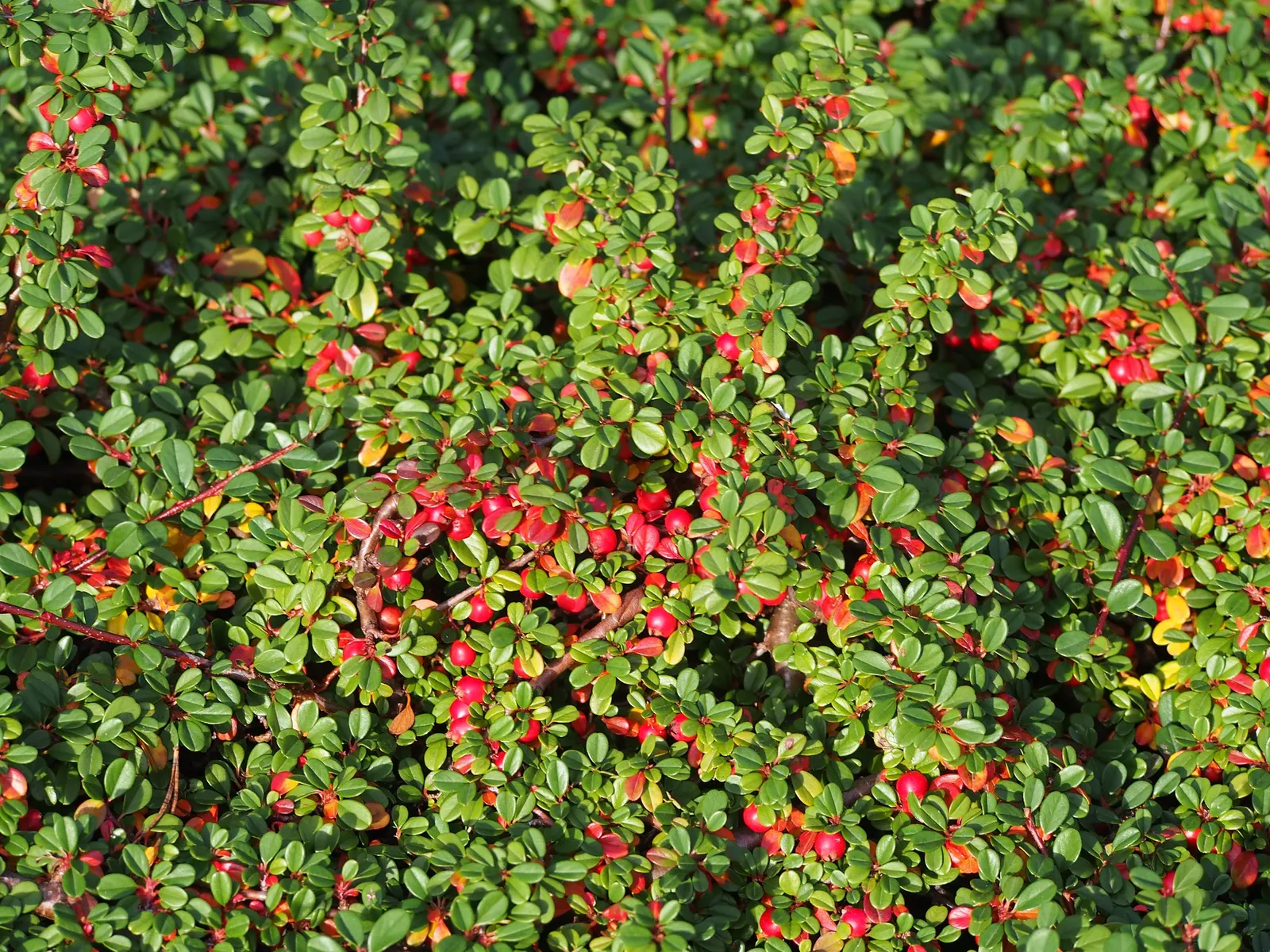 Little Leaf Cotoneaster (Cotoneaster Microphyllus) — ground cover / shrub for full