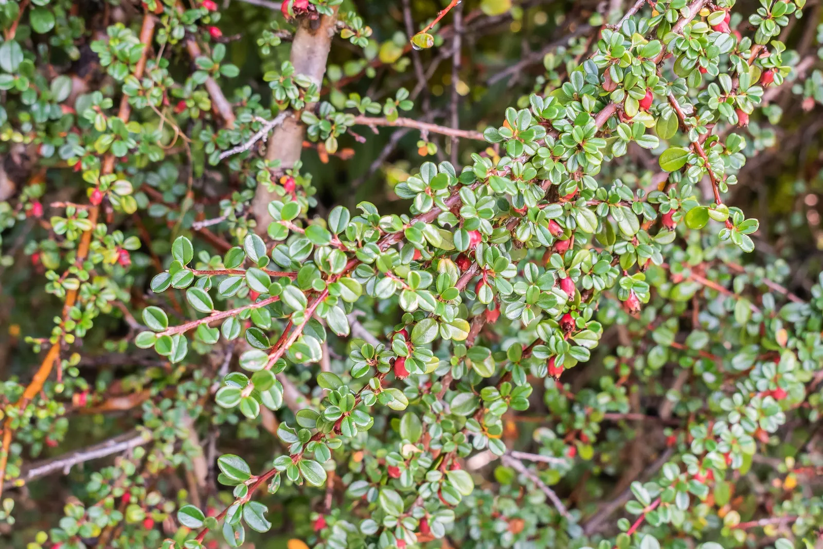Little Leaf Cotoneaster (Cotoneaster Microphyllus) — Ideal for ground cover, rock gardens, and slopes, offering year-round interest; hardy in USDA zones 5-8