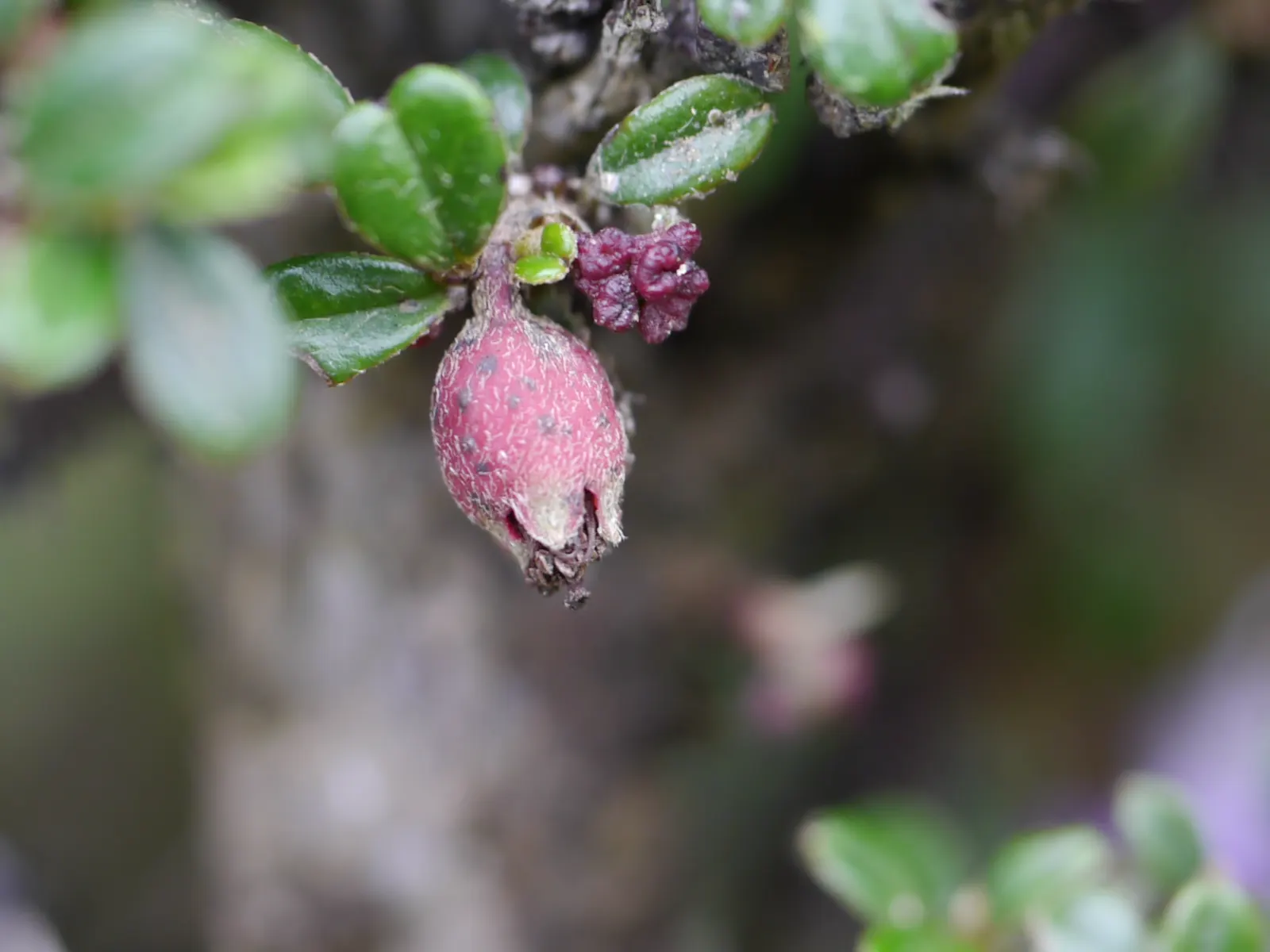 Little Leaf Cotoneaster (Cotoneaster Microphyllus) — in mass planting for a refined texture