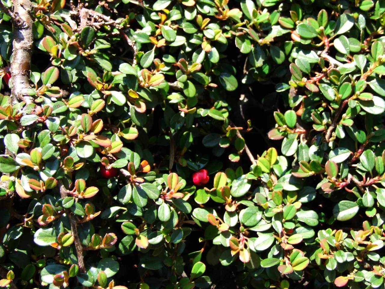 Little Leaf Cotoneaster (Cotoneaster Microphyllus) — Its dense growth habit and graceful