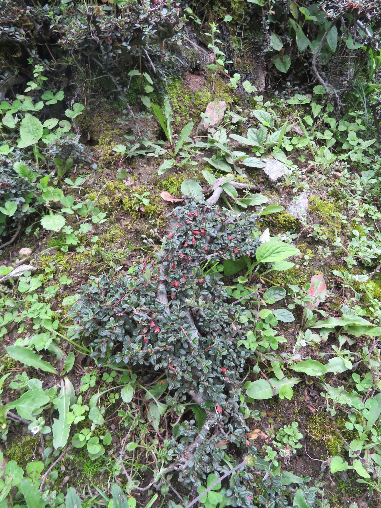 Little Leaf Cotoneaster (Cotoneaster Microphyllus) — arching branches give it a cascading effect; or as a specimen in mixed shrub borders for year-round