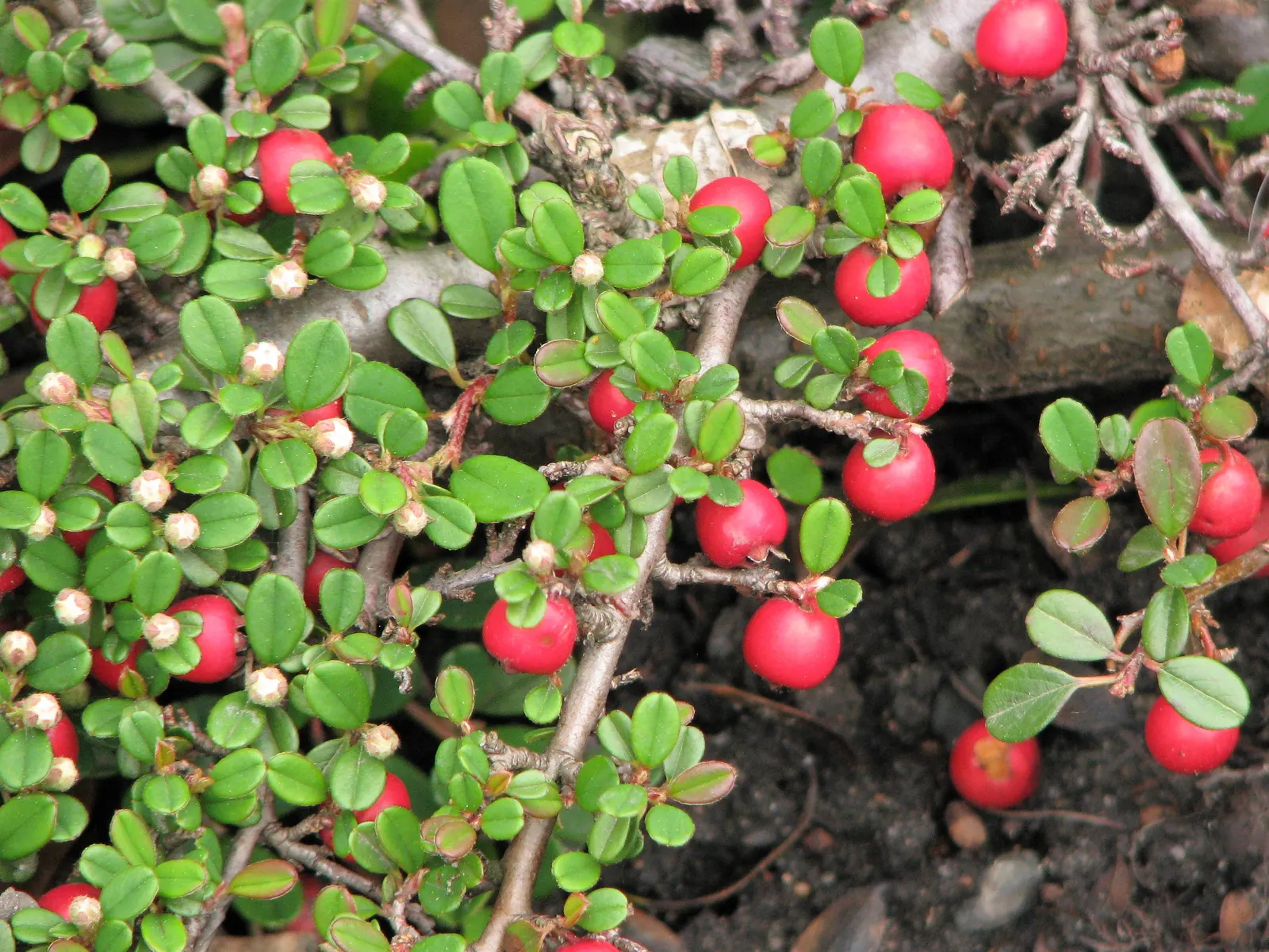 Little Leaf Cotoneaster (Cotoneaster Microphyllus) — as long as they offer adequate drainage; or as a specimen in mixed shrub borders for year-round interest