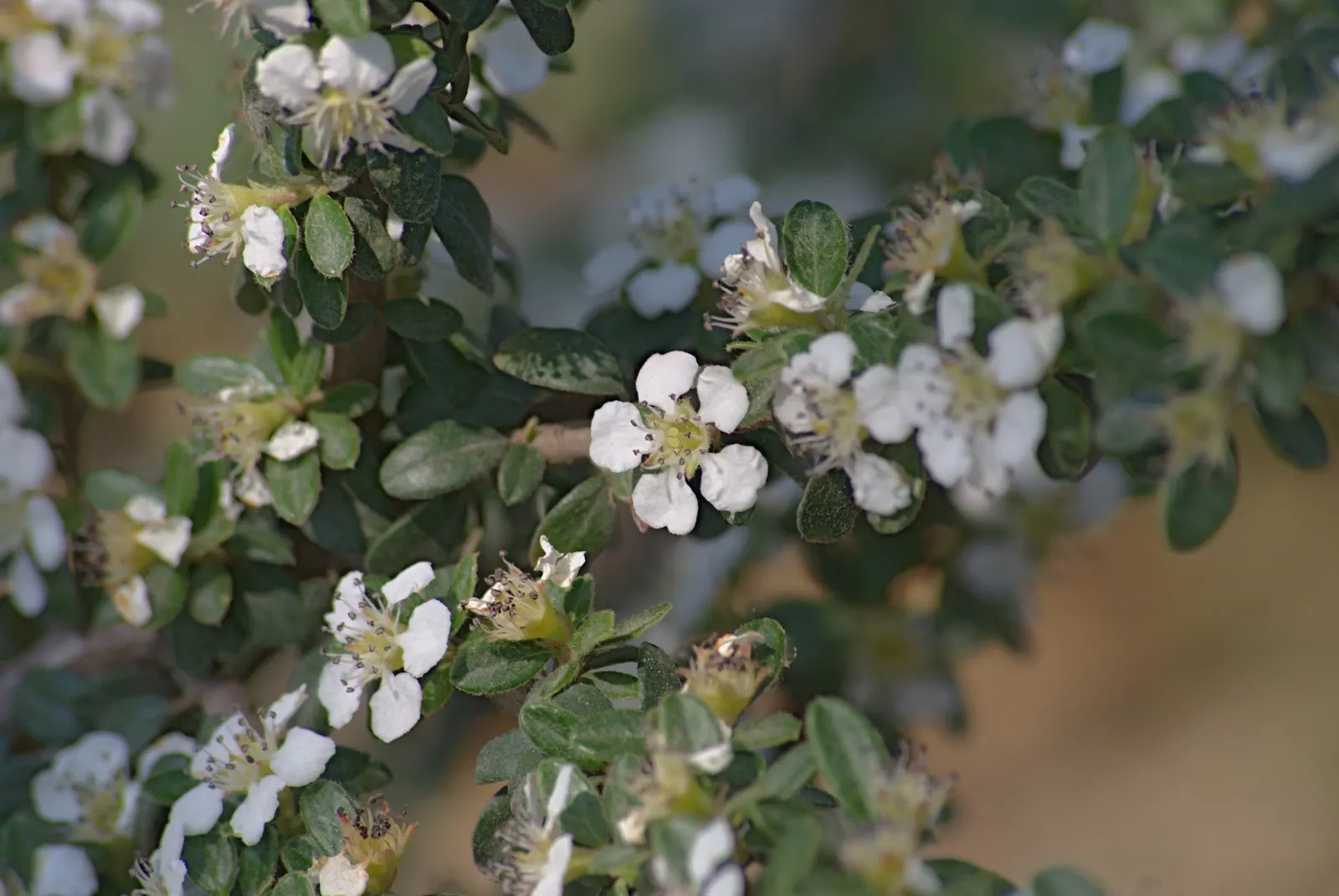 Little Leaf Cotoneaster (Cotoneaster Microphyllus) — It is adaptable to a range of soil types