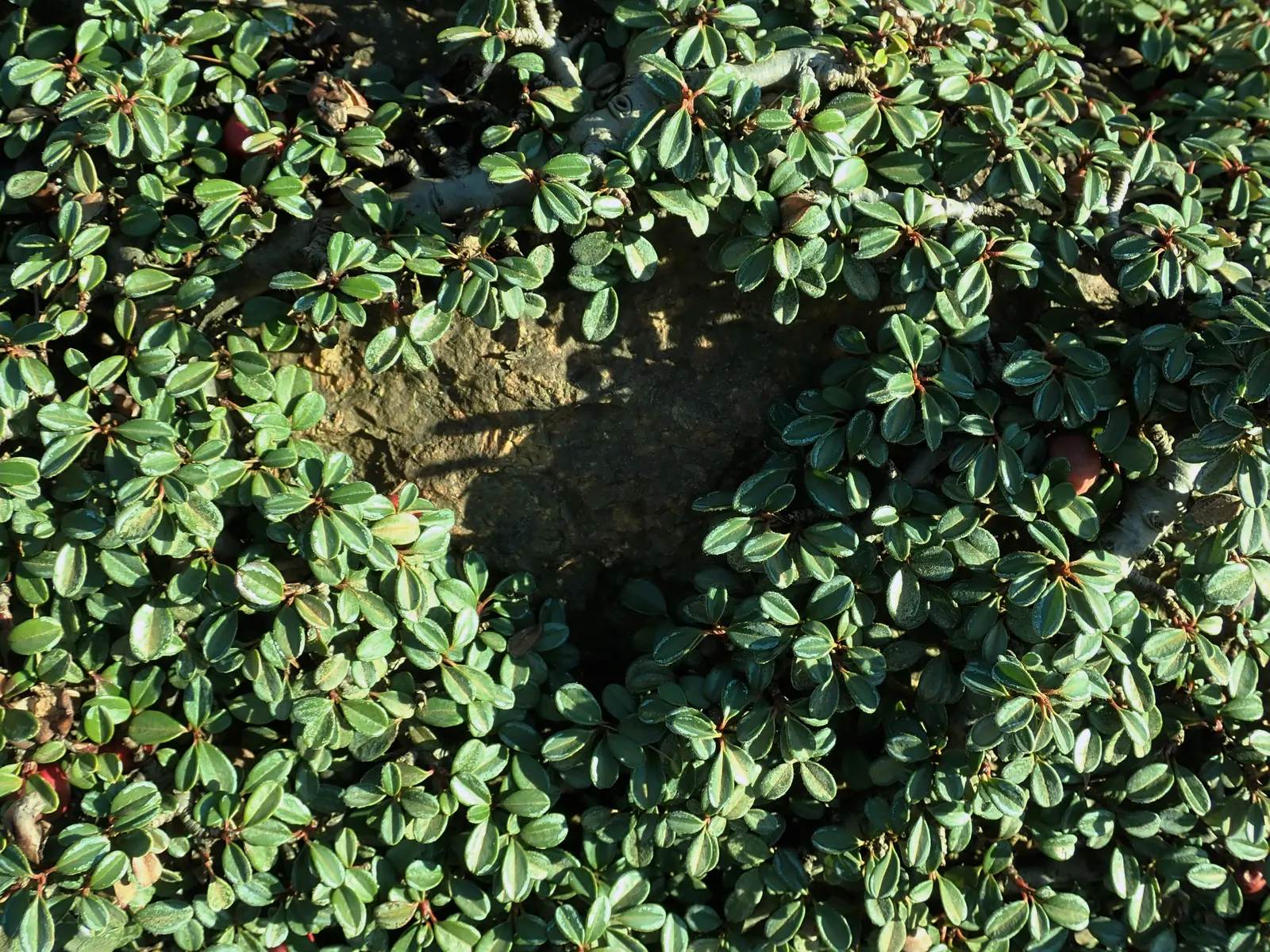 Little Leaf Cotoneaster (Cotoneaster Microphyllus) — rounded leaves that measure approximately 1/4 to 1/2 inch long