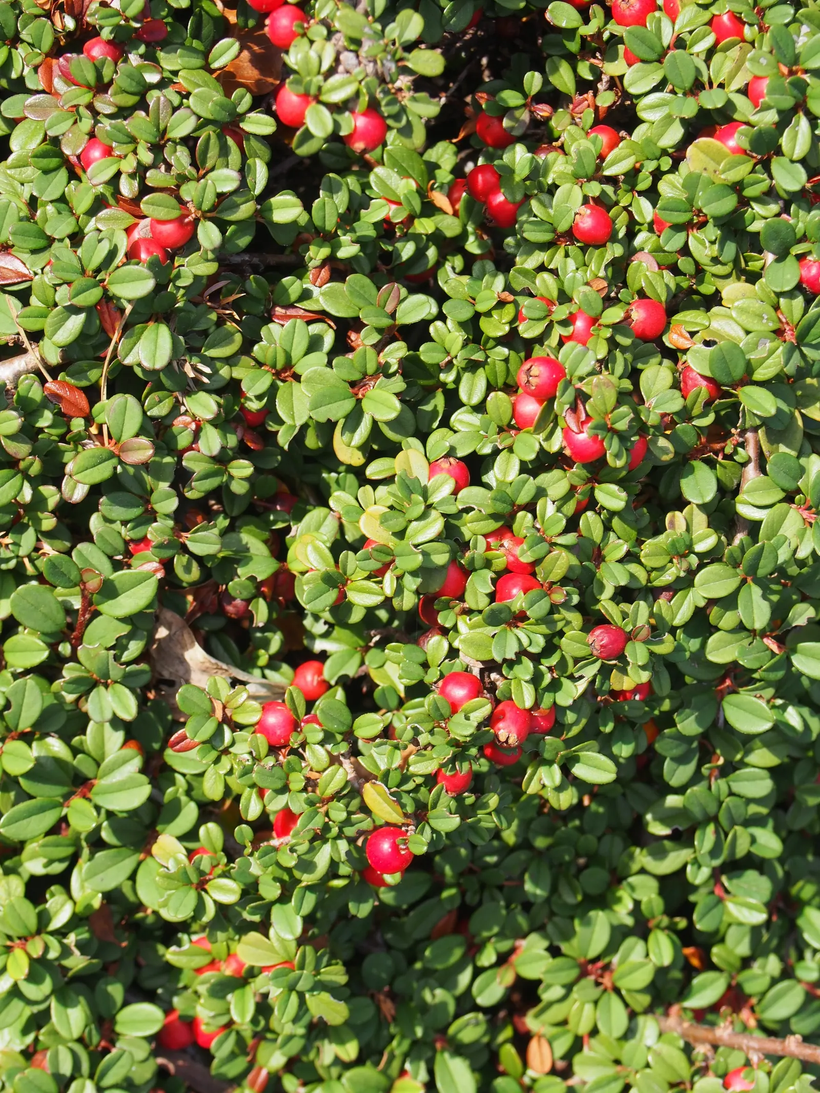 Little Leaf Cotoneaster (Cotoneaster Microphyllus) — scientifically dubbed Cotoneaster microphyllus
