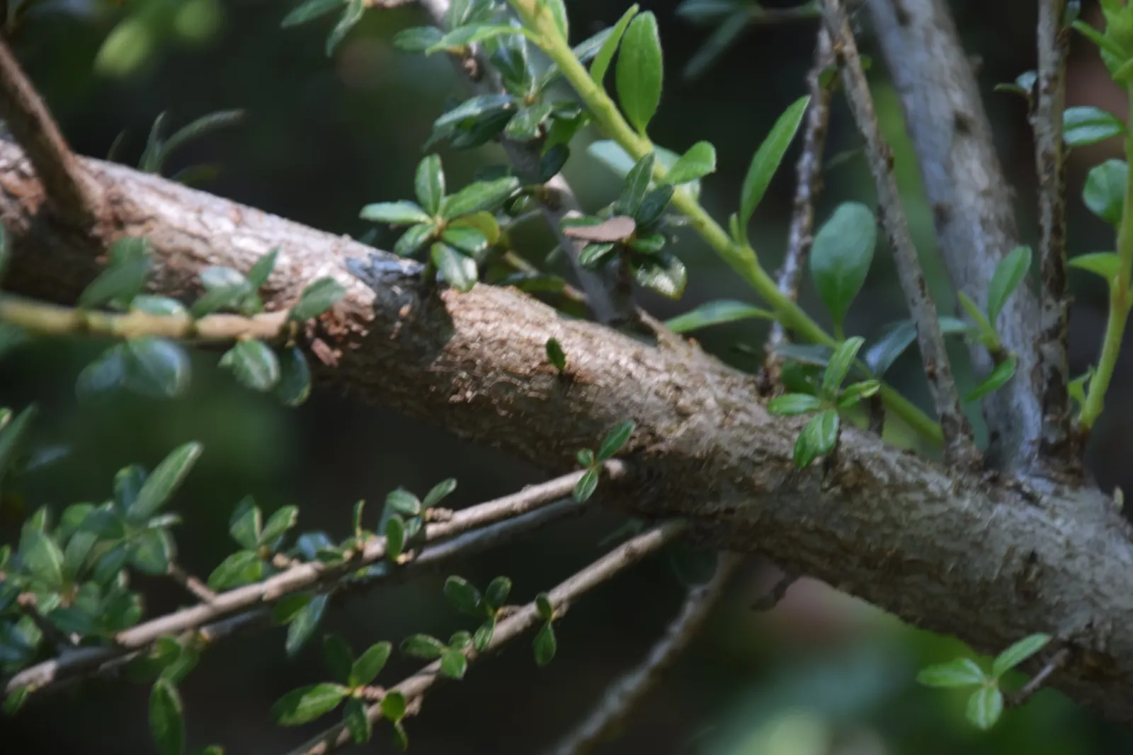 Little Leaf Cotoneaster (Cotoneaster Microphyllus) — as long as they offer adequate drainage