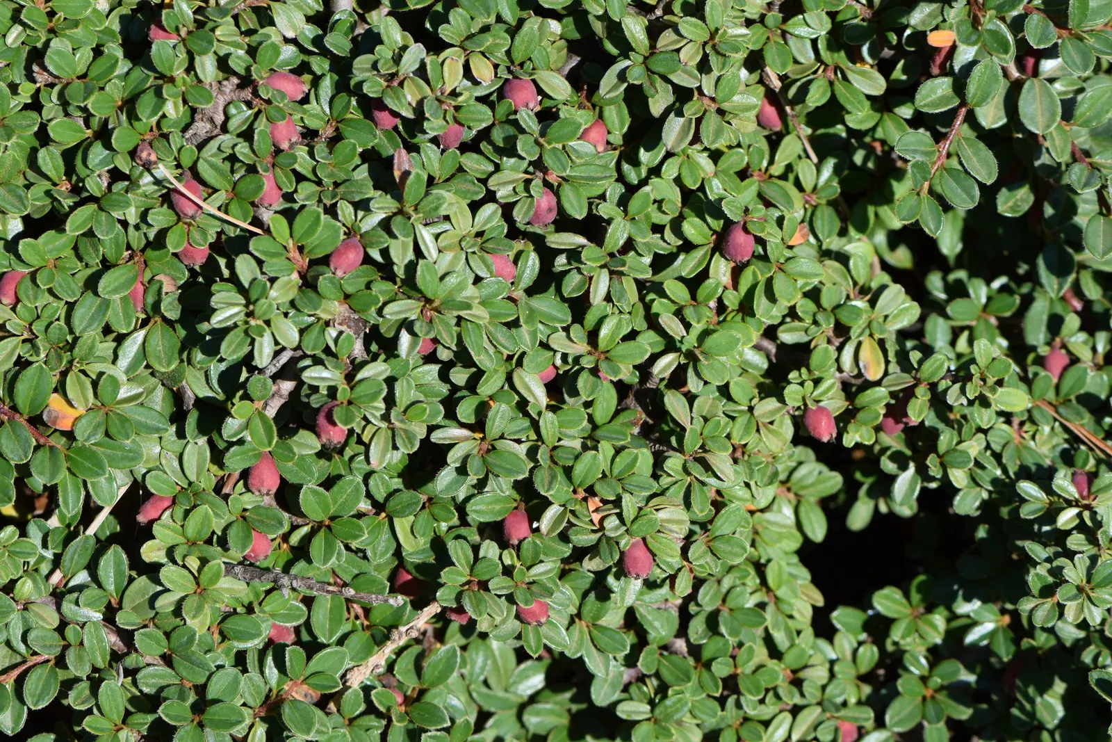 Little Leaf Cotoneaster (Cotoneaster Microphyllus) — Its tiny, glossy, dark green leaves contrast with striking, red berries in fall and winter
