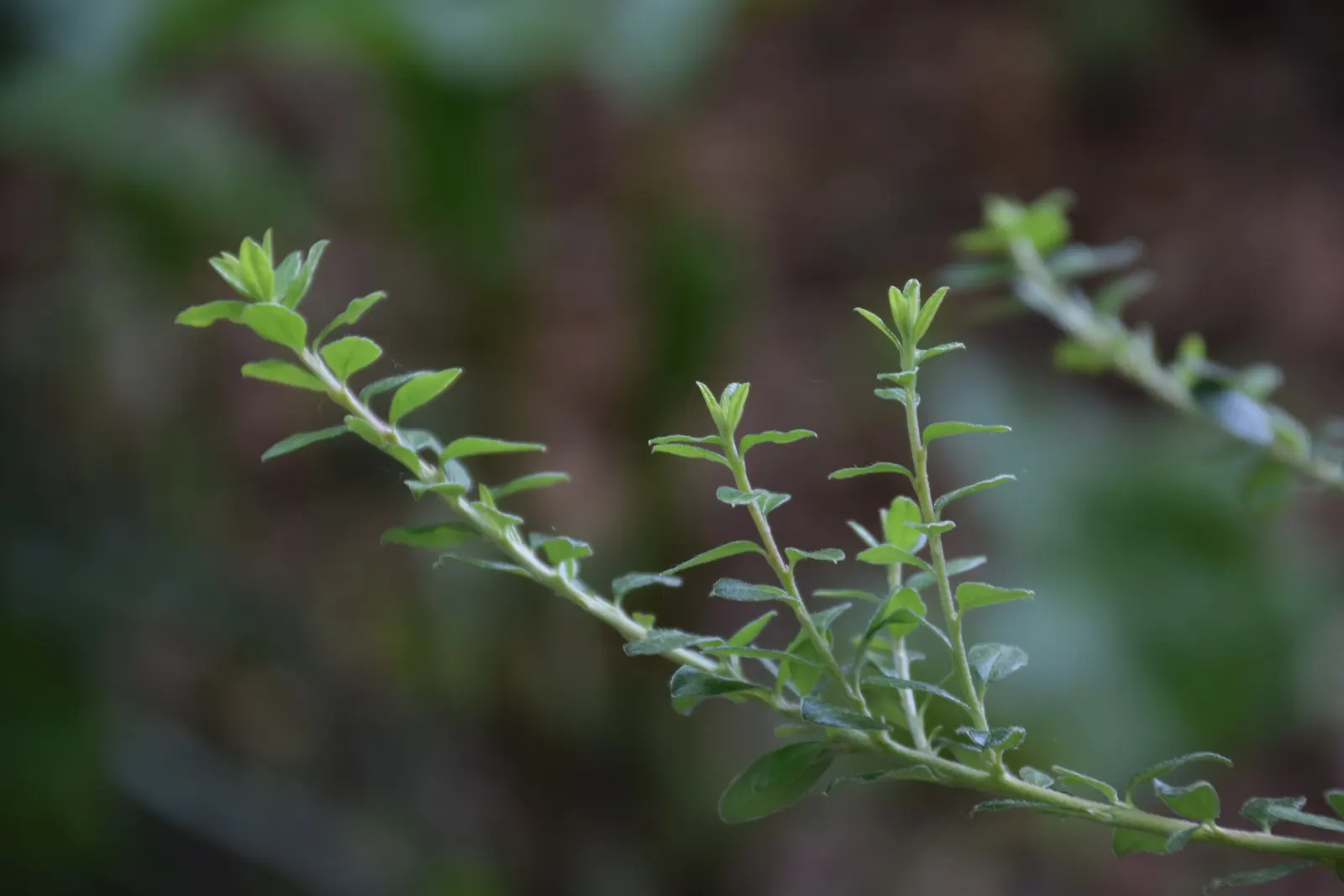 Little Leaf Cotoneaster (Cotoneaster Microphyllus) — is a resilient evergreen shrub prized for its versatility and low-maintenance profile; it is adaptable to