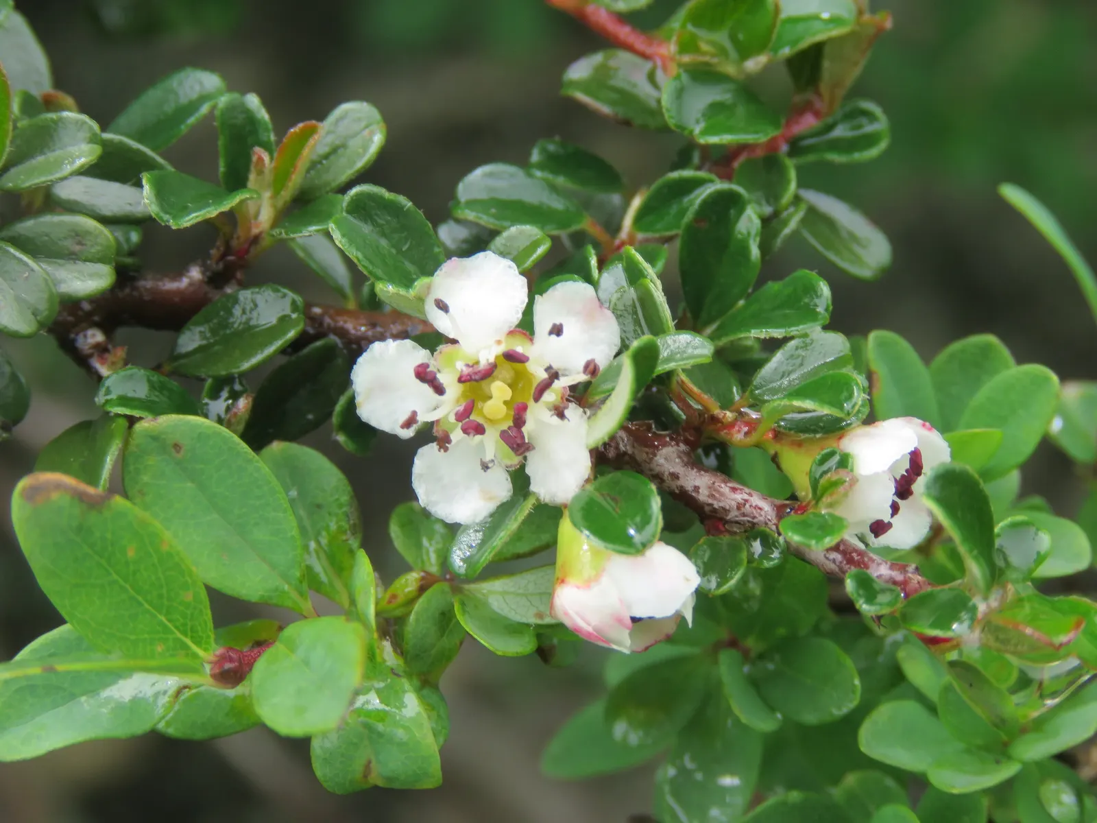 Little Leaf Cotoneaster (Cotoneaster Microphyllus) — Spring brings a subtle charm as it's adorned with tiny; or as a specimen in mixed shrub borders for