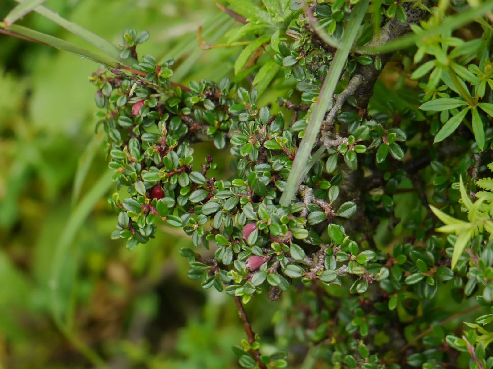 Little Leaf Cotoneaster (Cotoneaster Microphyllus) — consider its use for erosion control on steep banks