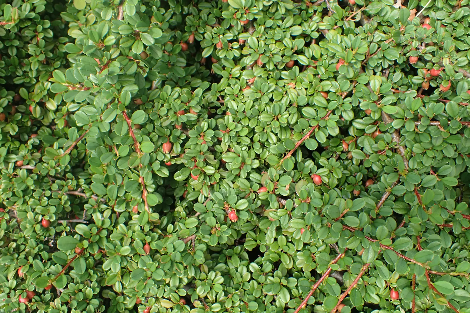 Little Leaf Cotoneaster (Cotoneaster Microphyllus) — growing at a pace of 6 to 12 inches per annum