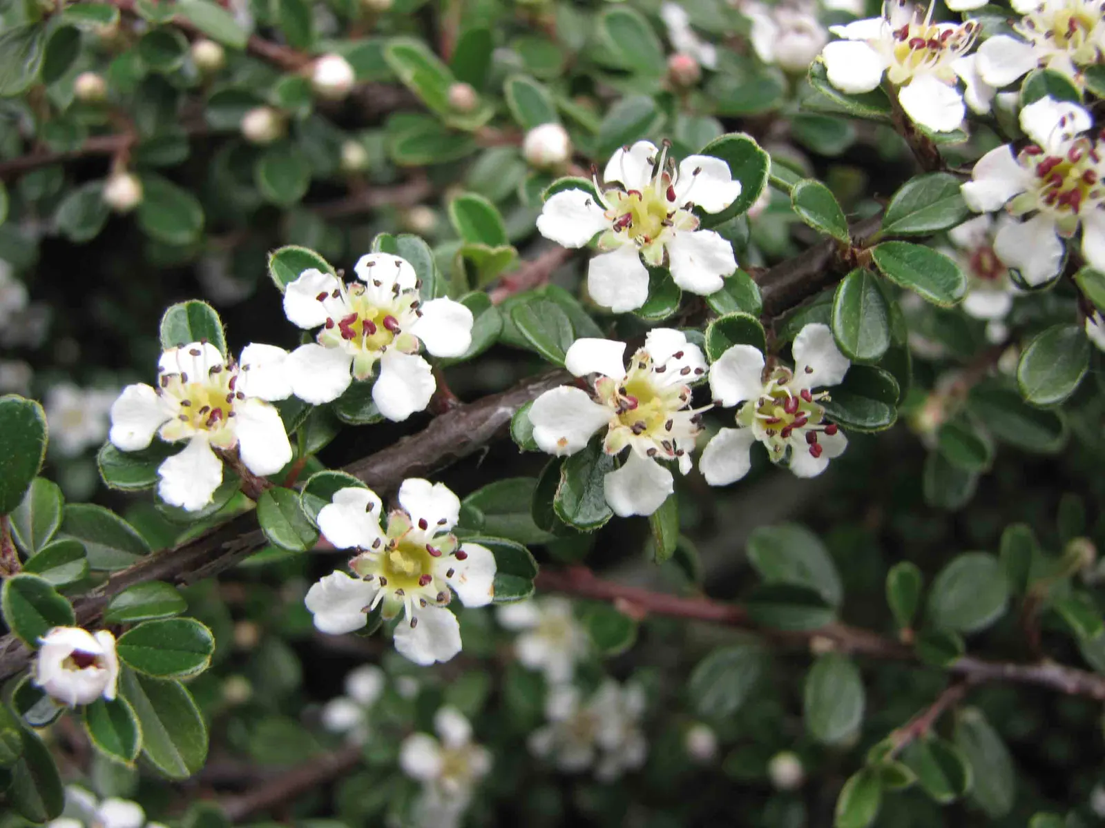 Little Leaf Cotoneaster (Cotoneaster Microphyllus) — preferring full sun to partial shade exposure; hardy in USDA zones 5-8, it thrives in full sun to partial