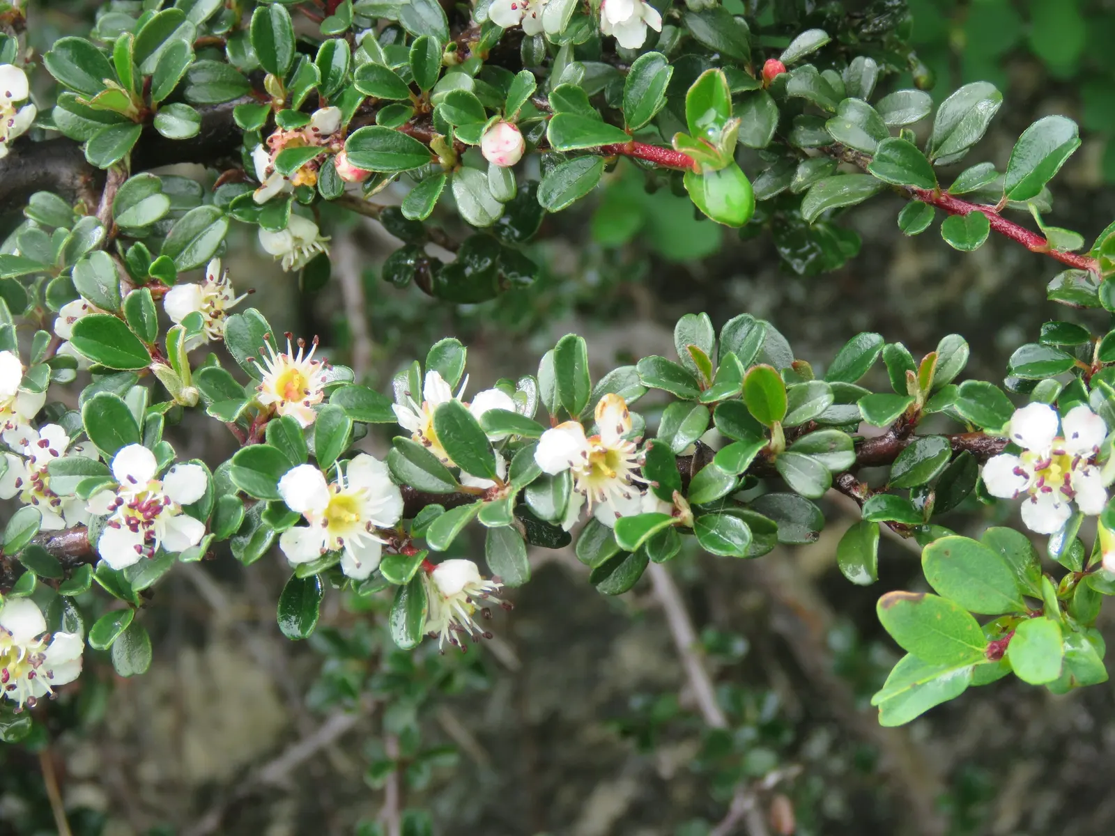 Little Leaf Cotoneaster (Cotoneaster Microphyllus) — Its dense growth habit and graceful; it is adaptable to a range of soil types