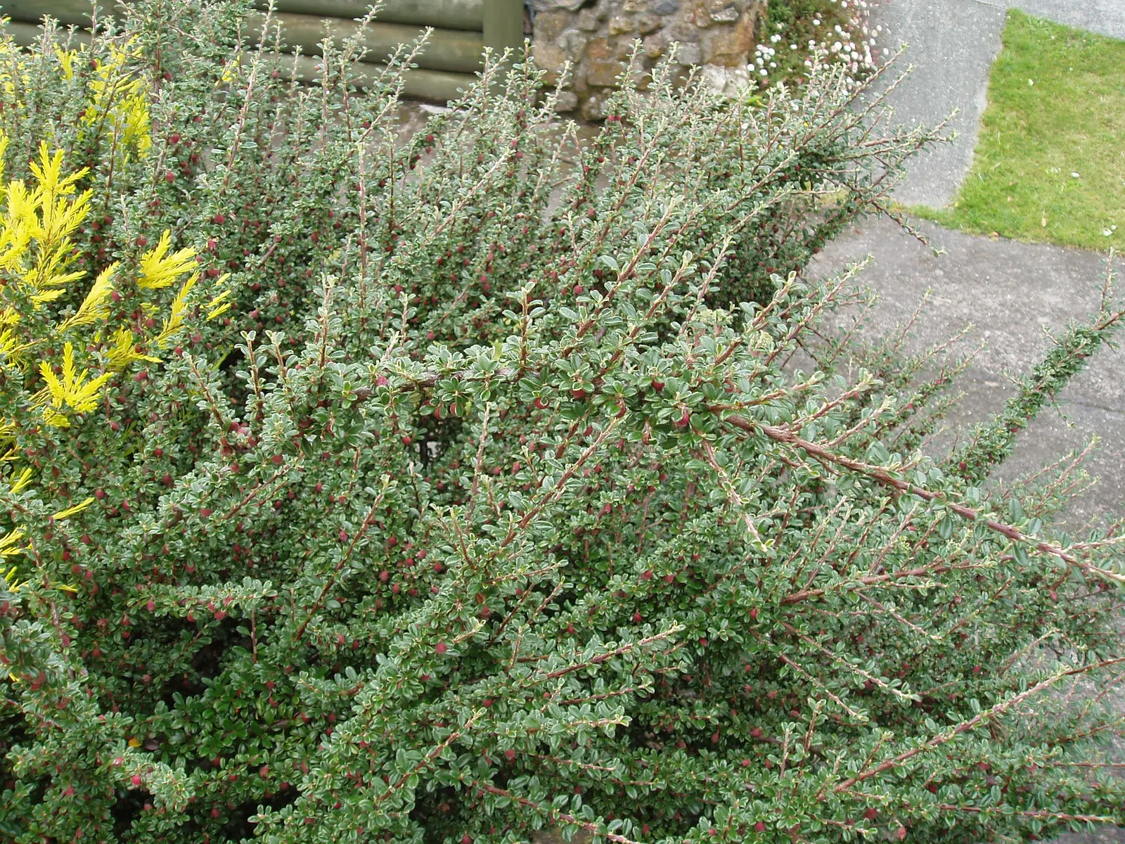 Little Leaf Cotoneaster (Cotoneaster Microphyllus) — consider its use for erosion control on steep banks; it is adaptable to a range of soil types