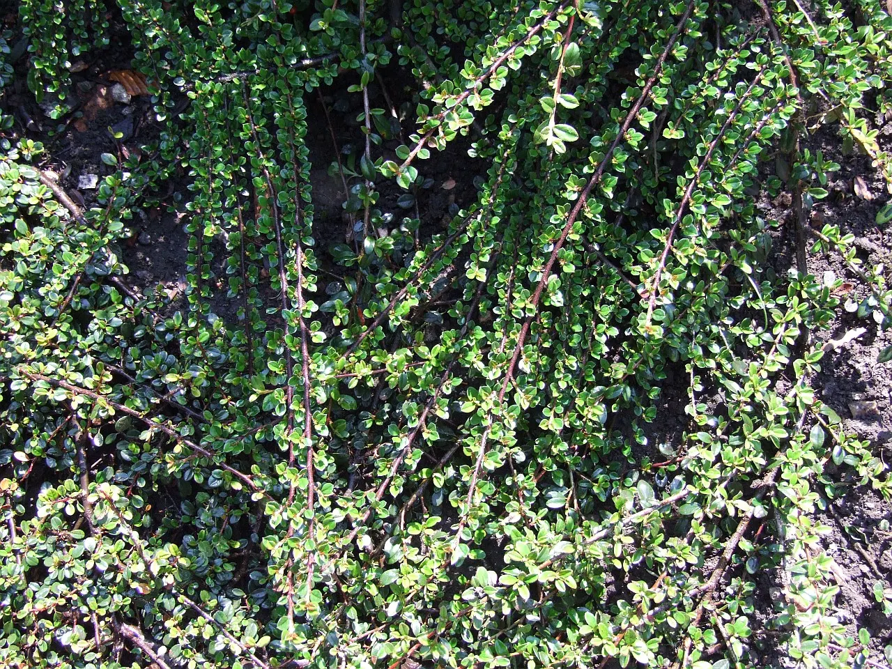 Little Leaf Cotoneaster (Cotoneaster Microphyllus) — or as a specimen in mixed shrub borders for year-round interest; hardy in USDA zones 5-8, it thrives in