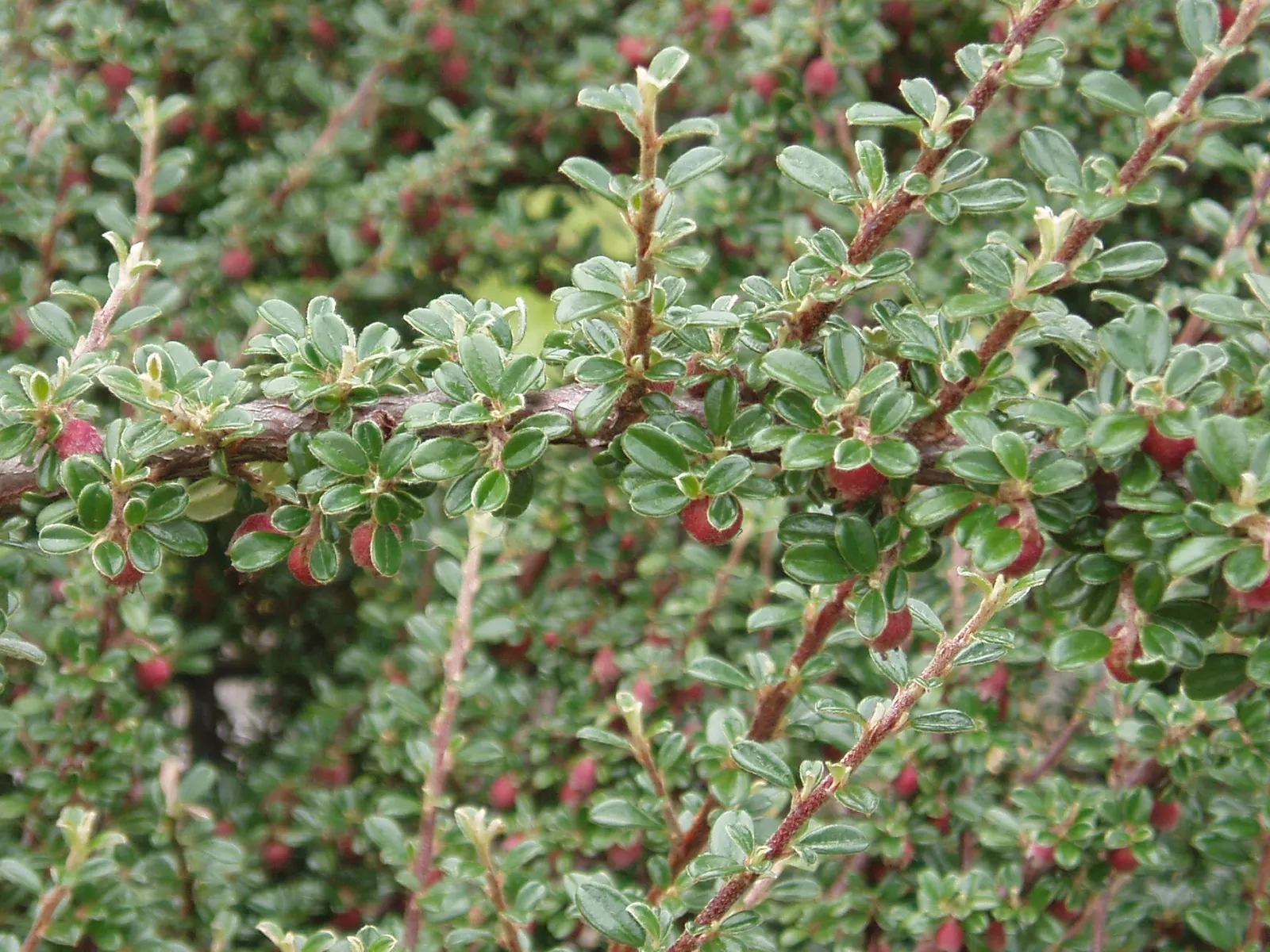 Little Leaf Cotoneaster (Cotoneaster Microphyllus) — Hardy in USDA zones 5-8, it thrives in full sun to partial shade and requires well-draining soil