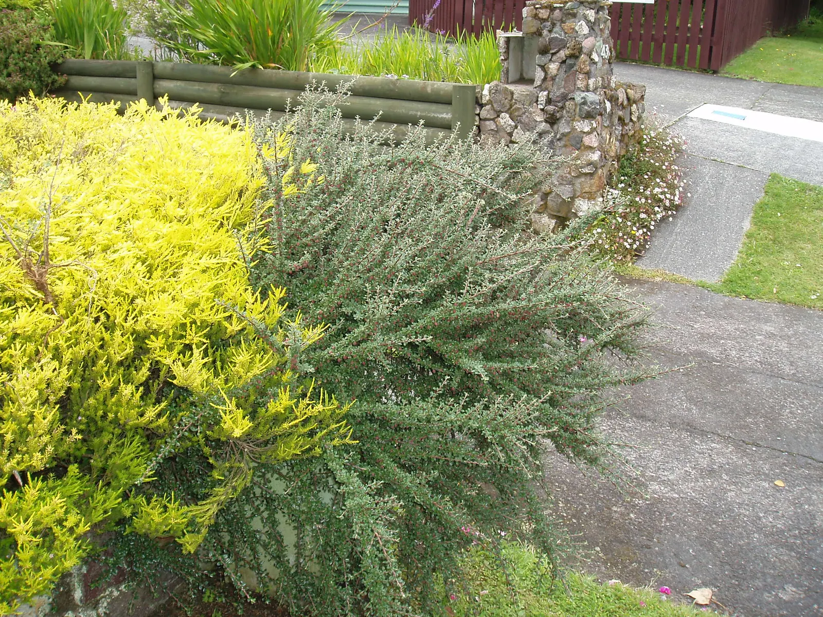 Little Leaf Cotoneaster (Cotoneaster Microphyllus) — reaching 2-3 feet in height with a 6 feet spread