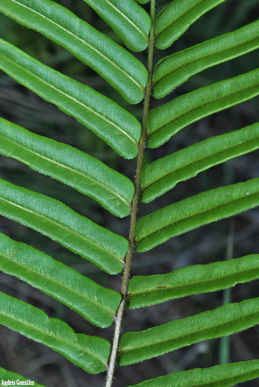 Table Fern (Pteris Species) — Pteris ferns offer a range of appearances; for optimal growth, these ferns demand a fertile, well-draining soil mix, image 75