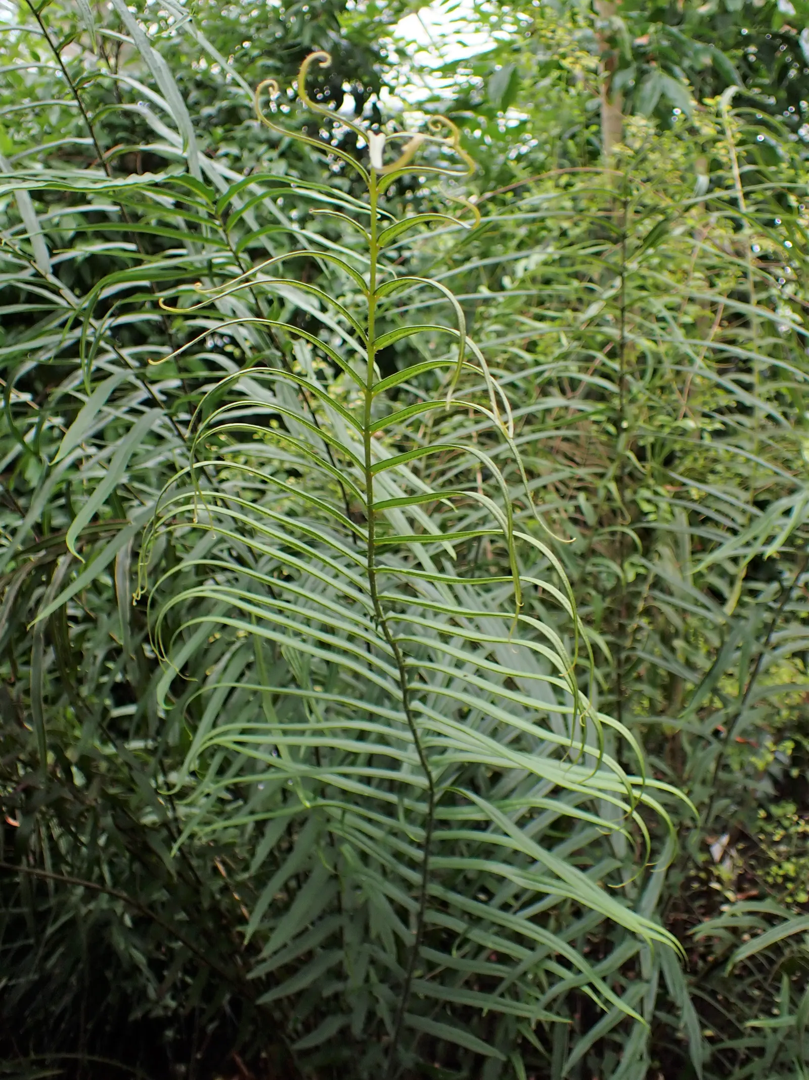 Table Fern (Pteris Species) — its delicate fronds bring graceful texture; <br><br>Landscape designers can leverage Table Ferns' lush texture to, image 91