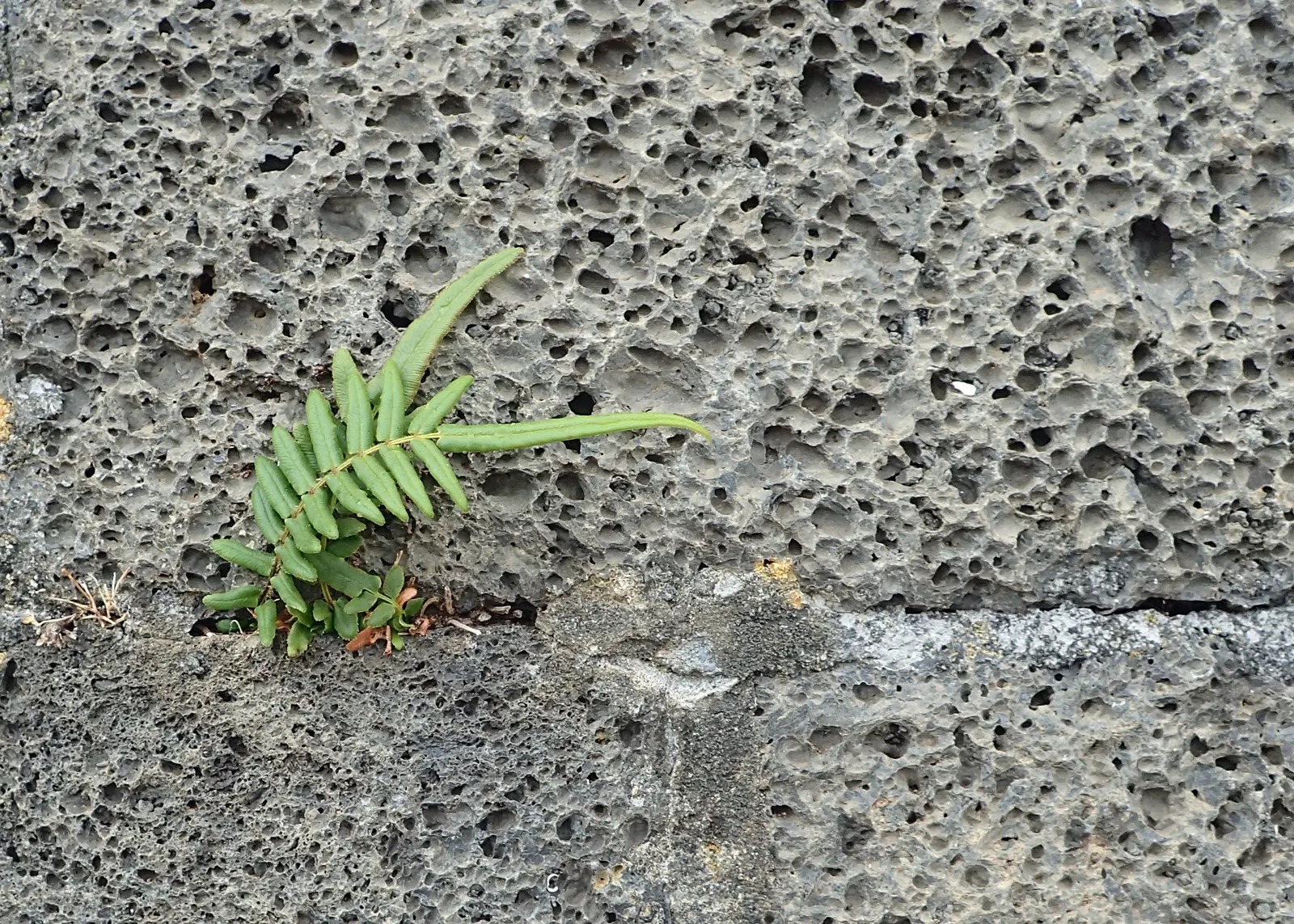 Table Fern (Pteris Species) — well-draining soil with dappled light